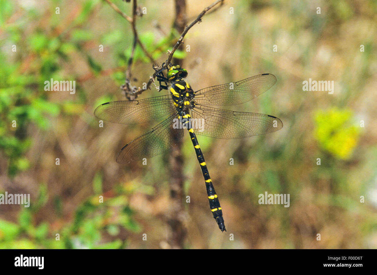 Goldenring turc (Cordulegaster picta), homme, Grèce Banque D'Images