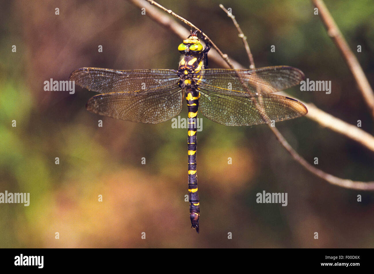 Goldenring turc (Cordulegaster picta), femme, Grèce Banque D'Images