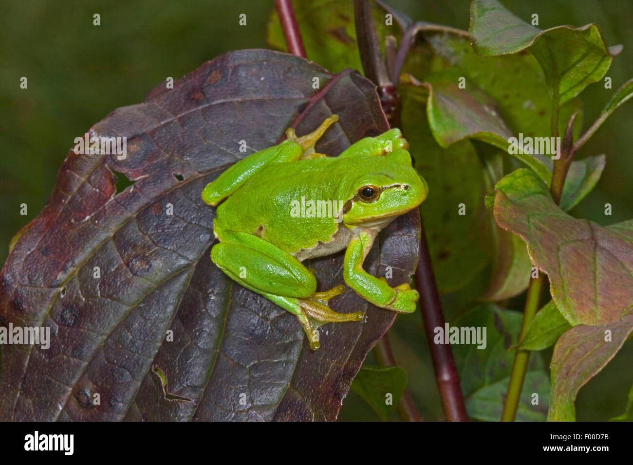 Rainette versicolore rainette commune, européenne, de l'Europe centrale rainette versicolore (Hyla arborea), grenouille assis sur une feuille, Allemagne Banque D'Images