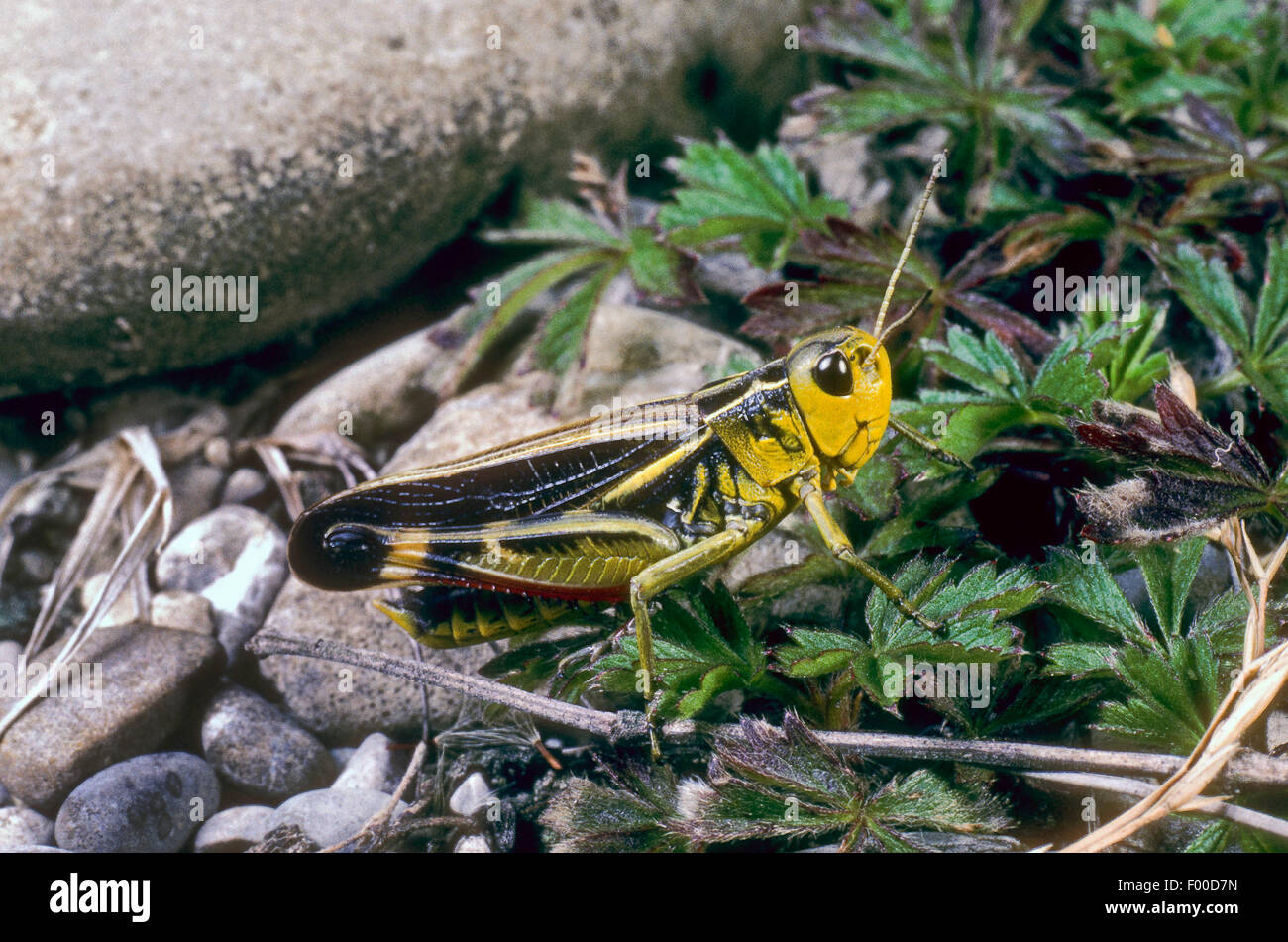 Grande sauterelle (Arcyptera fusca bagués, Stethophyma fusca), Femme, Allemagne Banque D'Images