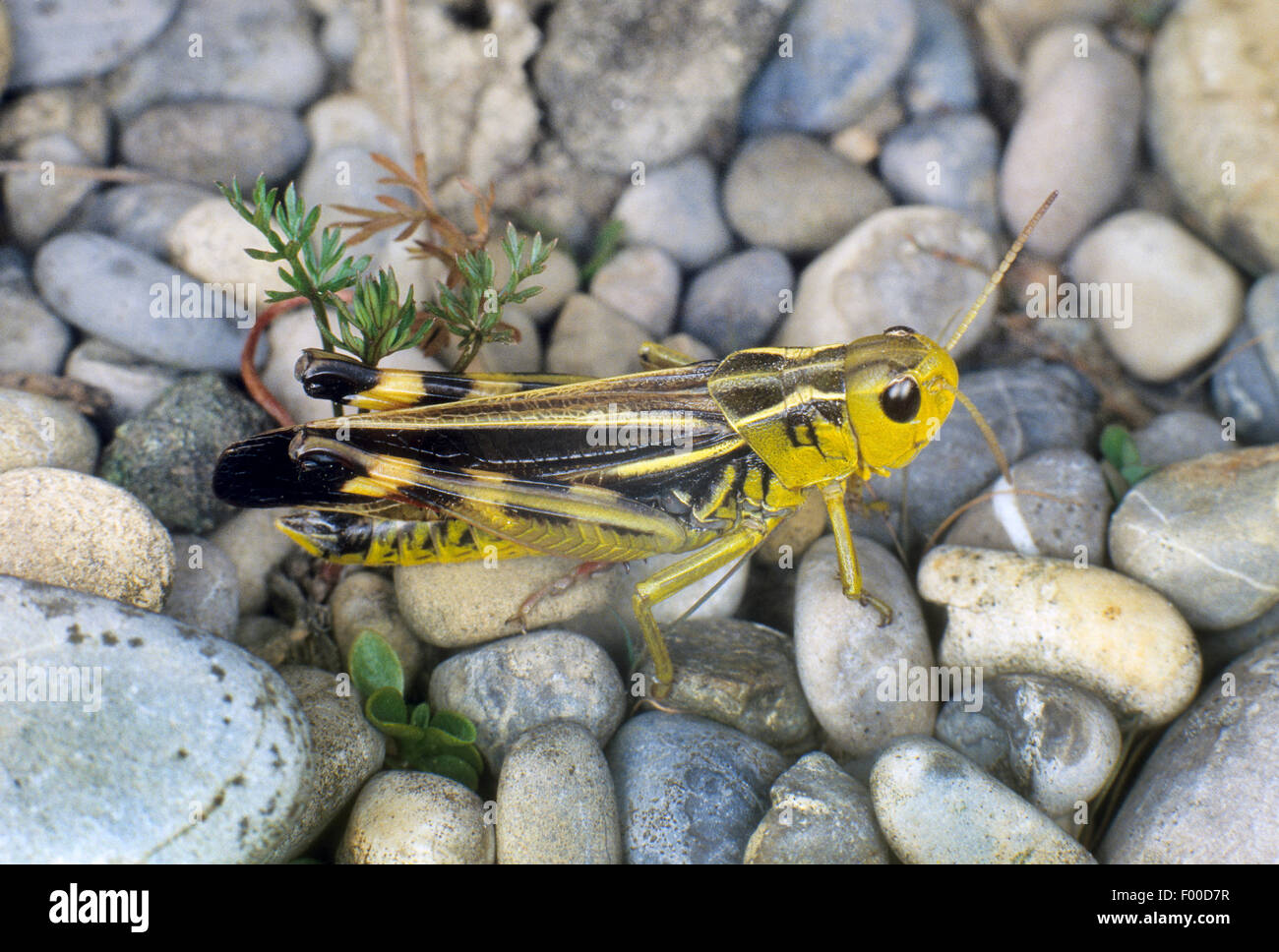 Grande sauterelle (Arcyptera fusca bagués, Stethophyma fusca), Femme, Allemagne Banque D'Images