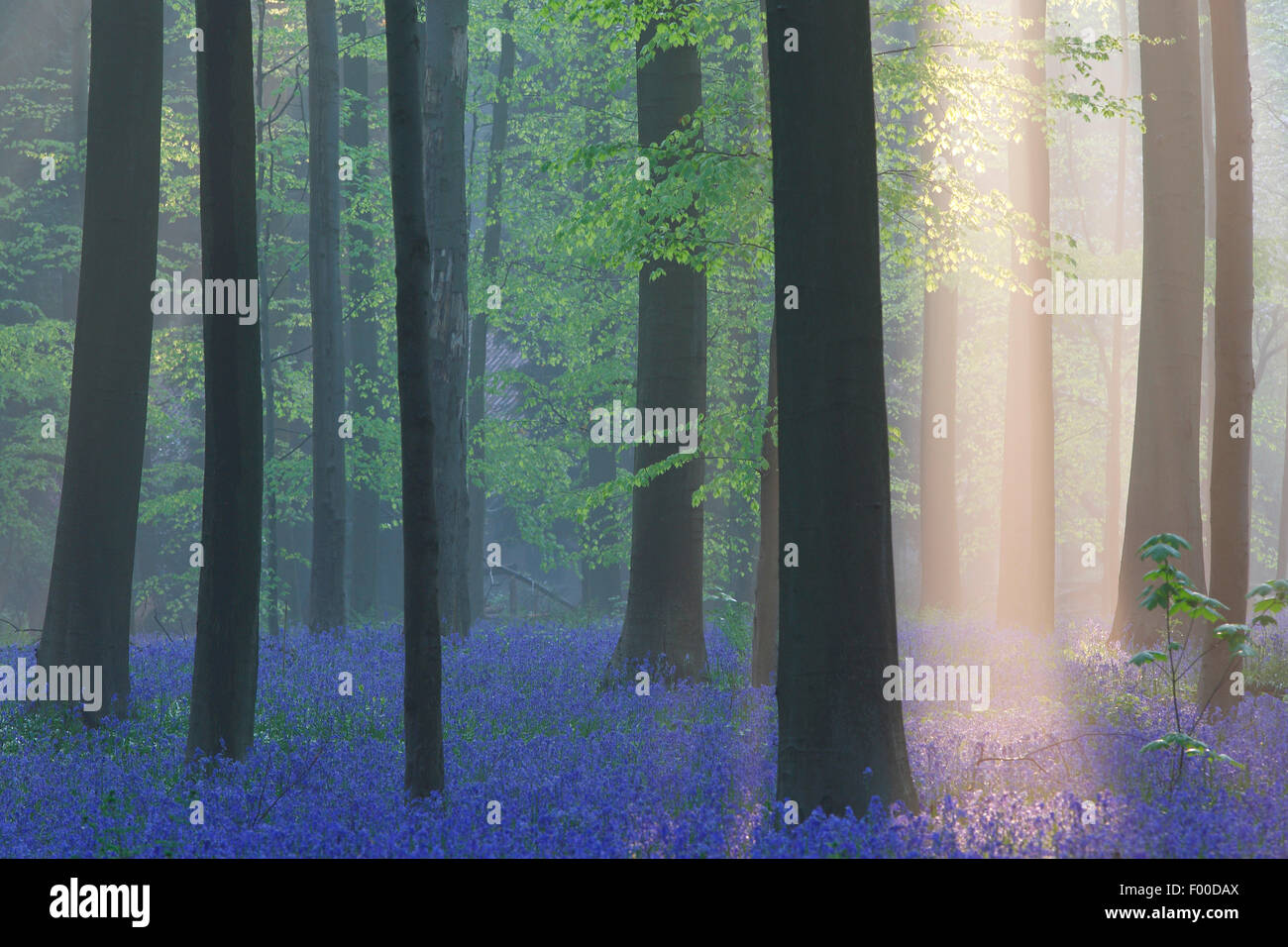 Bluebell atlantique (Hyacinthoides non-scripta, Endymion non-scriptus, Scilla non-scripta), la mer de fleurs dans la forêt, les faisceaux lumineux, Belgique, Hallerbos Banque D'Images