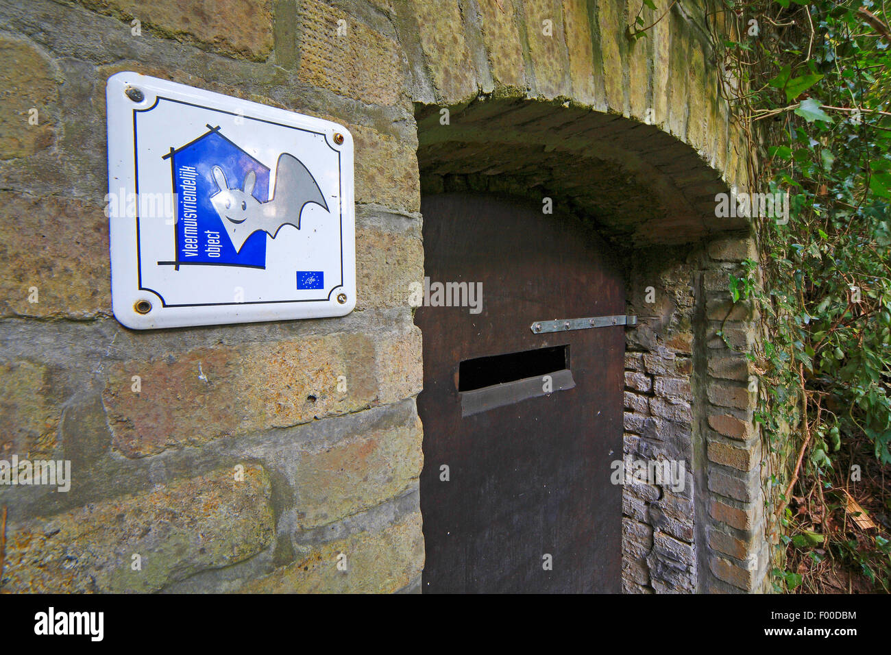 Chauve-souris protégées cave, réserve naturelle, Belgique Banque D'Images