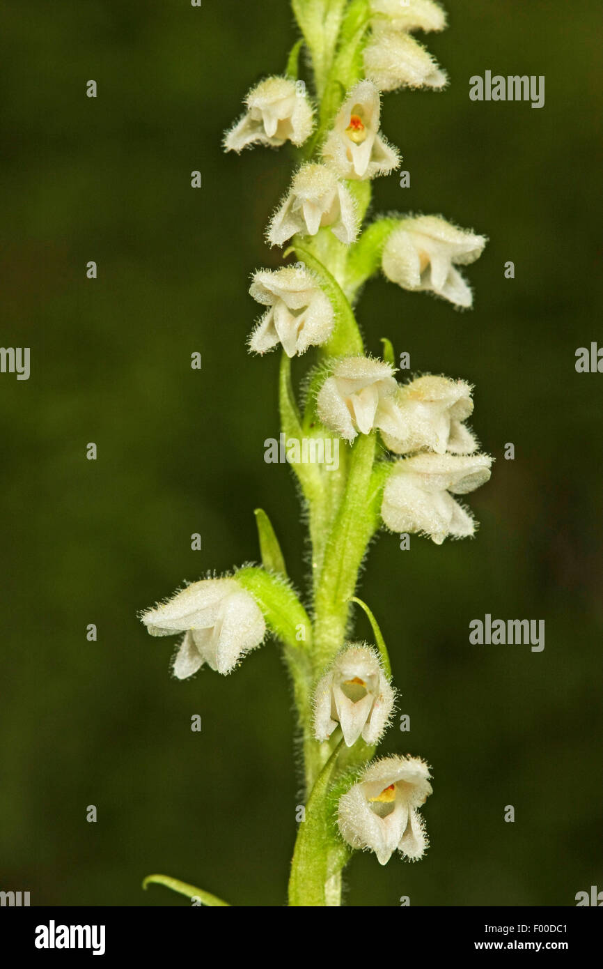 Le rampage Lady's-tresses, crotale Nain-plantain (Goodyera repens, Satyrium repens), l'inflorescence, Allemagne Banque D'Images