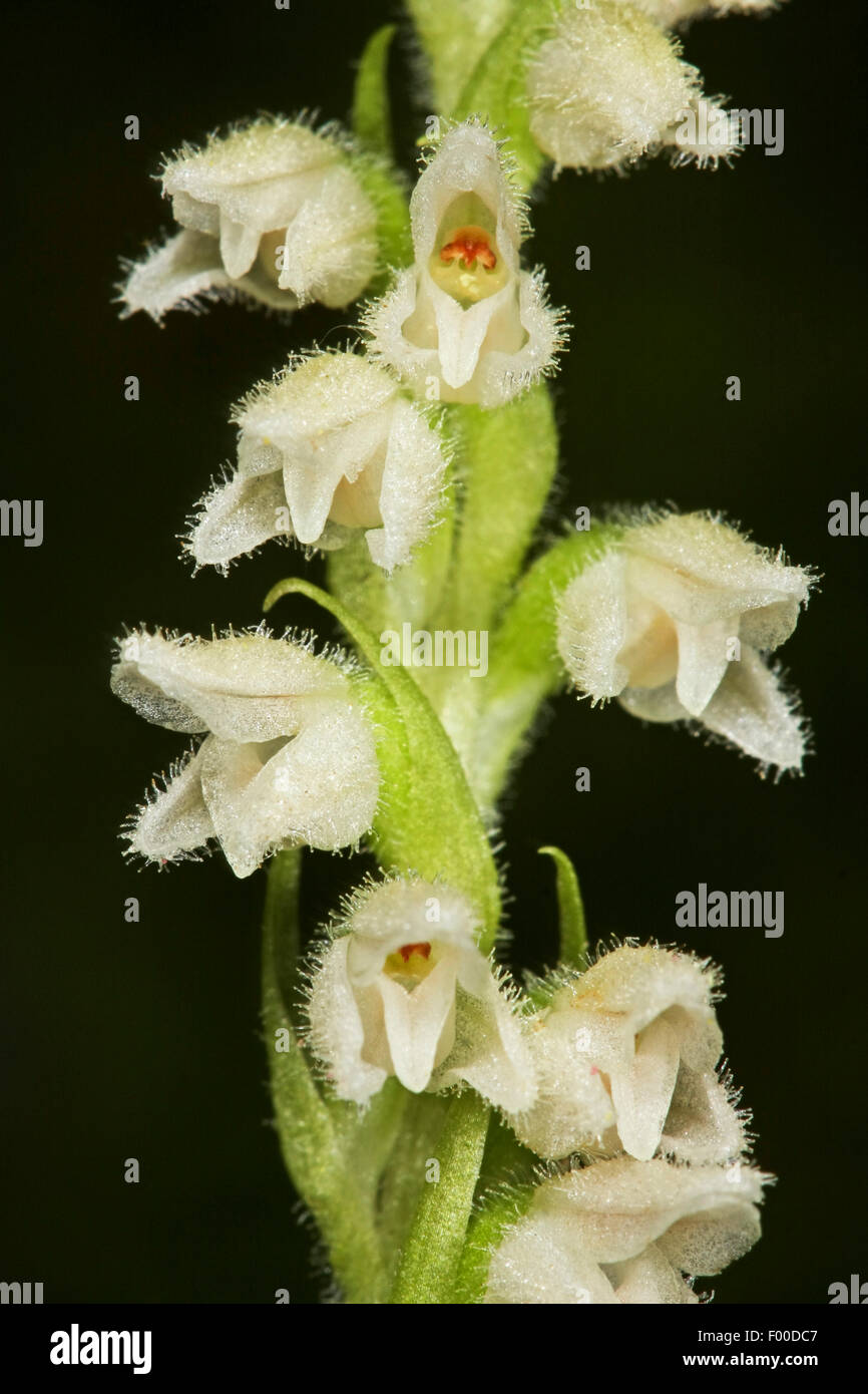 Le rampage Lady's-tresses, crotale Nain-plantain (Goodyera repens, Satyrium repens), fleurs, Allemagne Banque D'Images