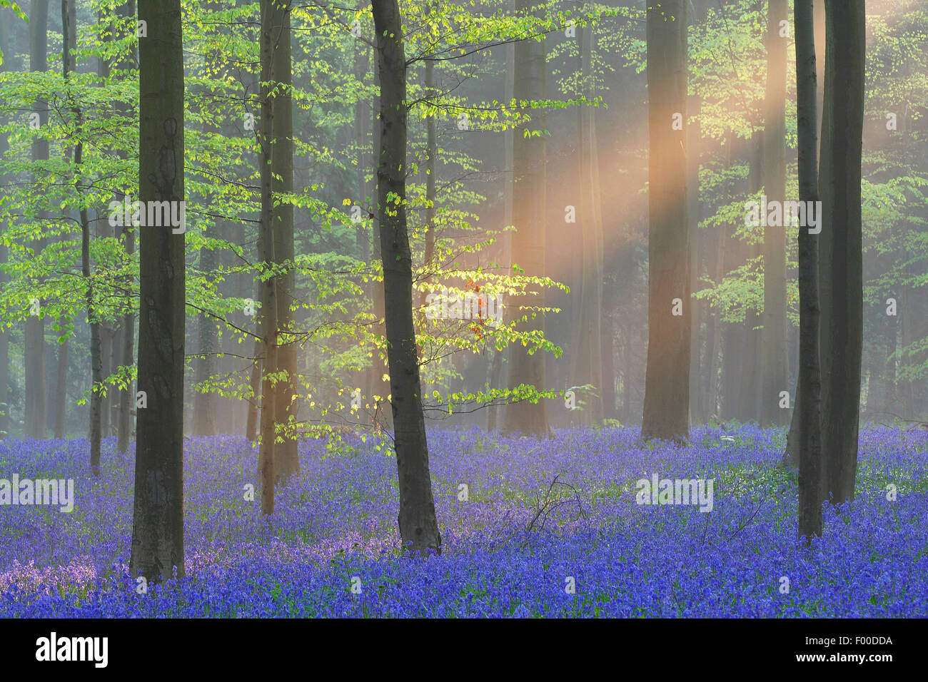 Bluebell atlantique (Hyacinthoides non-scripta, Endymion non-scriptus, Scilla non-scripta), la mer de fleurs dans la forêt, les faisceaux lumineux, Belgique, Hallerbos Banque D'Images
