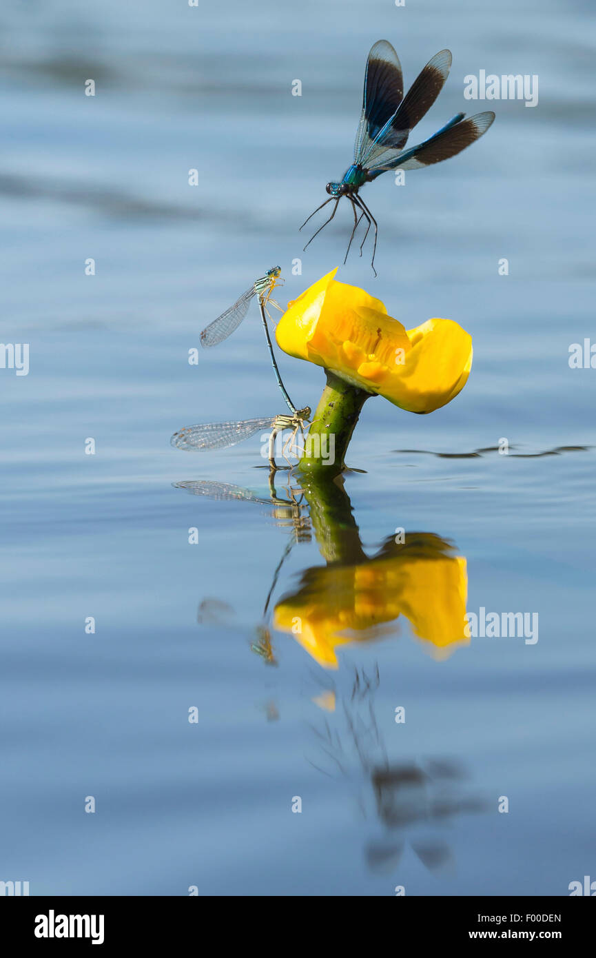 À pattes blanches (Platycnemis pennipes) demoiselle, avec demoiselle bagués sur l'eau, lily Nuphar lutea, ALLEMAGNE, Basse-Saxe Banque D'Images