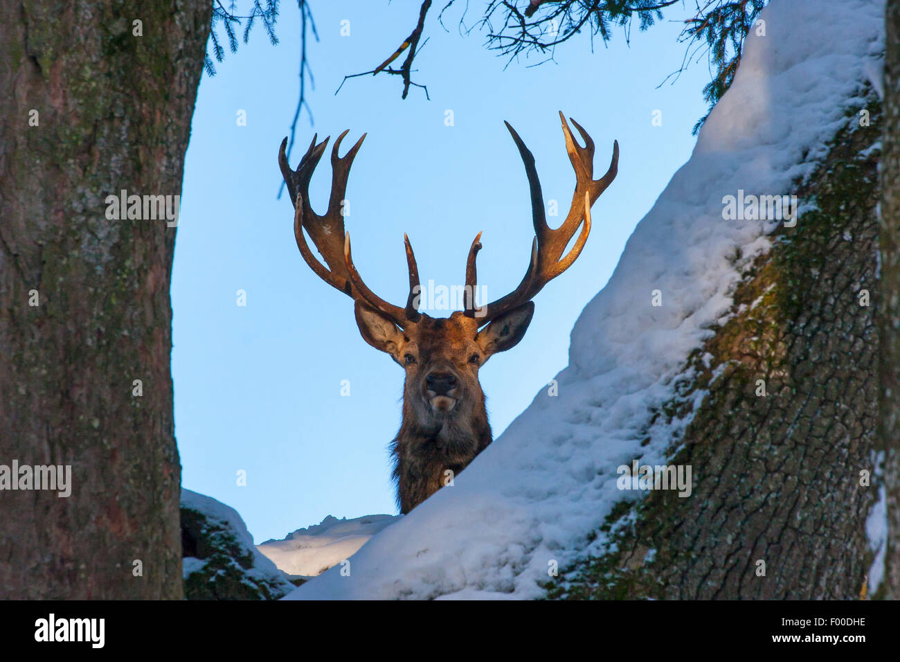 Red Deer (Cervus elaphus), stag ressemble au travers d'arbres couverts de neige, Suisse, Sankt Gallen Banque D'Images