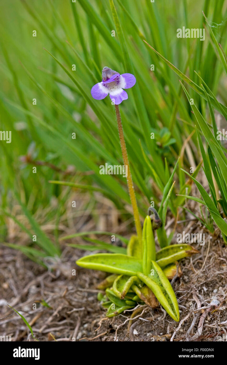 Grassette commune (Pinguicula vulgaris), la floraison, Allemagne Banque D'Images