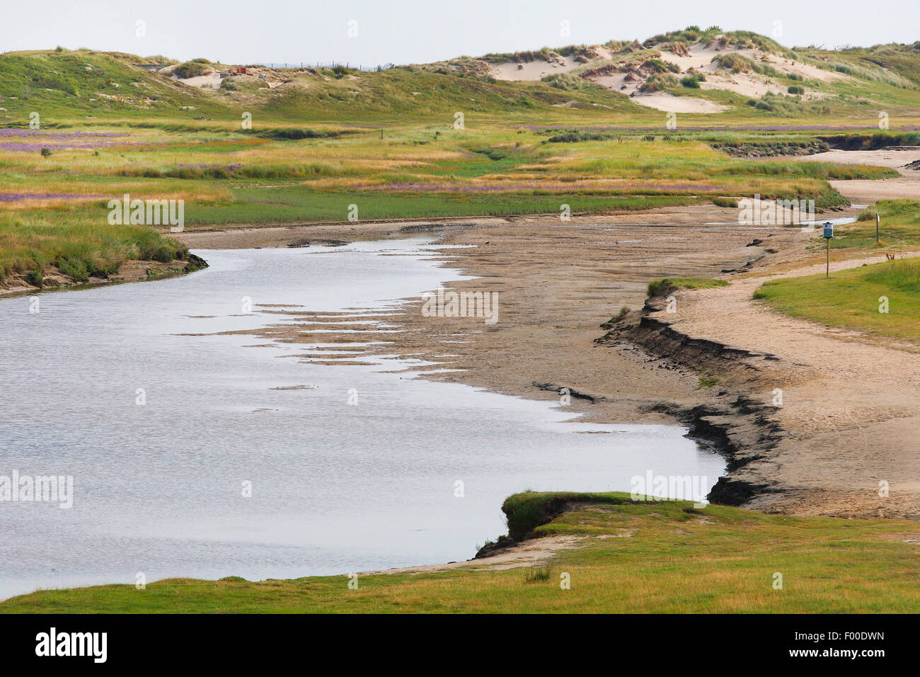 Les vasières dans la réserve naturelle du Zwin, Belgique, Knokke Banque D'Images