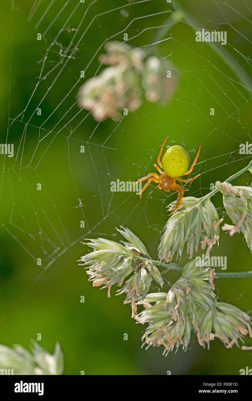 Araignée araignée Citrouille, courge Araniella cucurbitina Araniella (ODER) opistographa, dans son site web à l'oreilles, Allemagne Banque D'Images