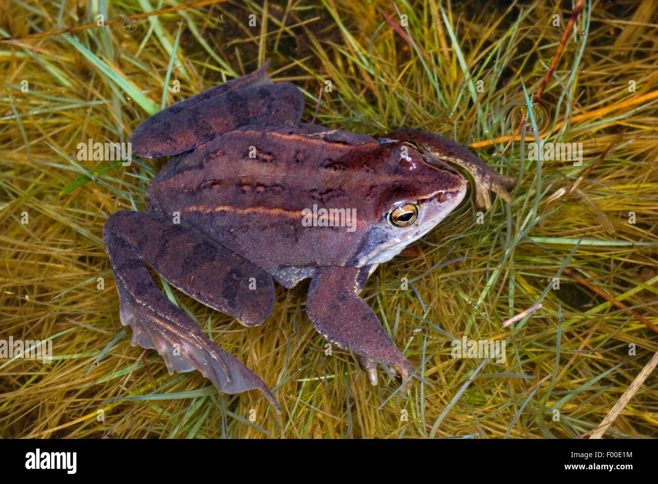 Moor frog (Rana arvalis), en eau peu profonde, Allemagne Banque D'Images