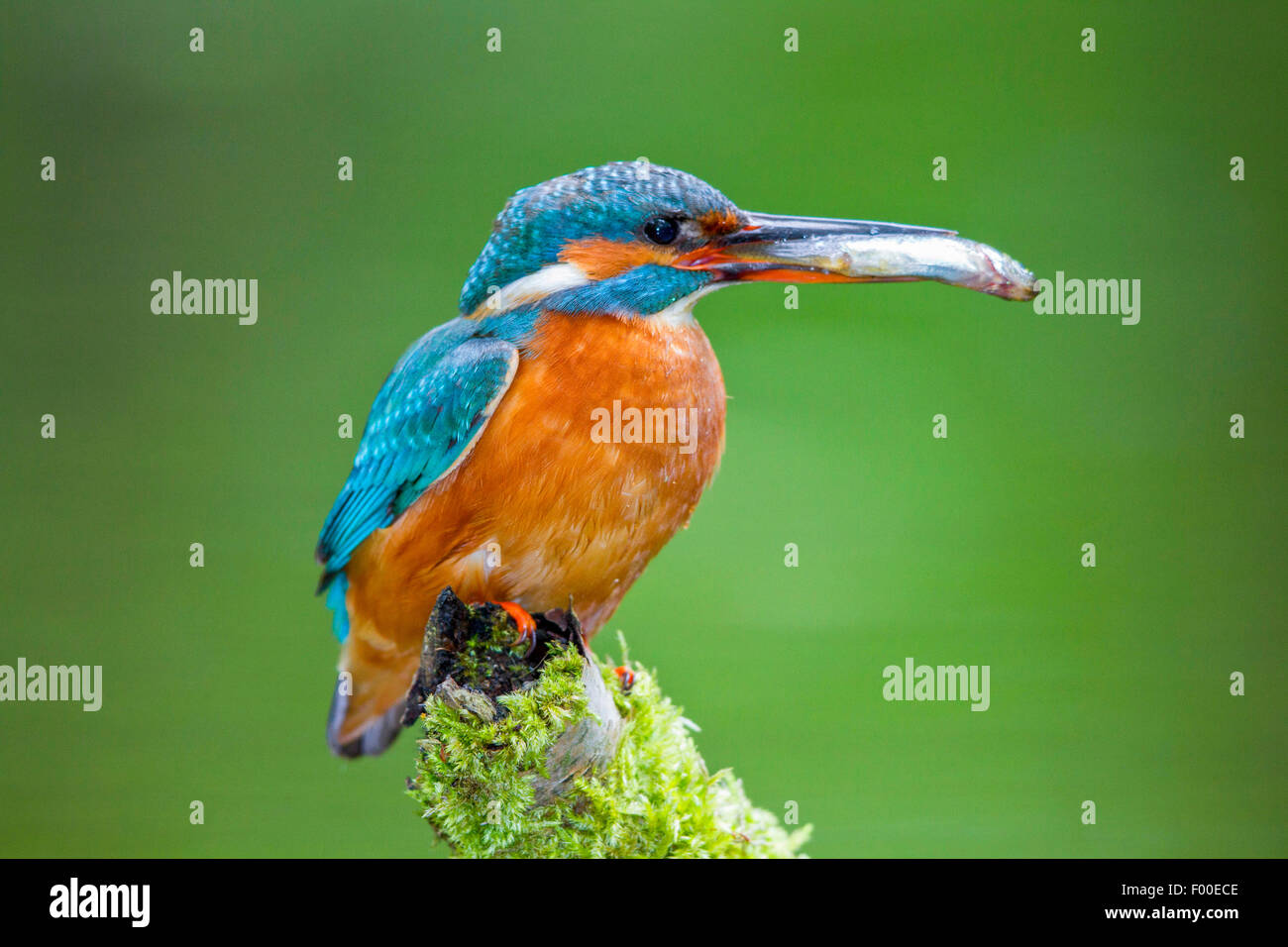 River Kingfisher (Alcedo atthis), femme avec des poissons pêchés dans son projet de loi, l'Allemagne, Schleswig-Holstein Banque D'Images