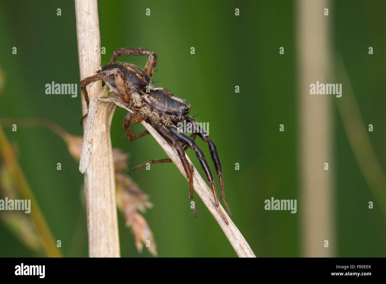 Wolf spider (Alopecosa spec.), vieille femme Banque D'Images