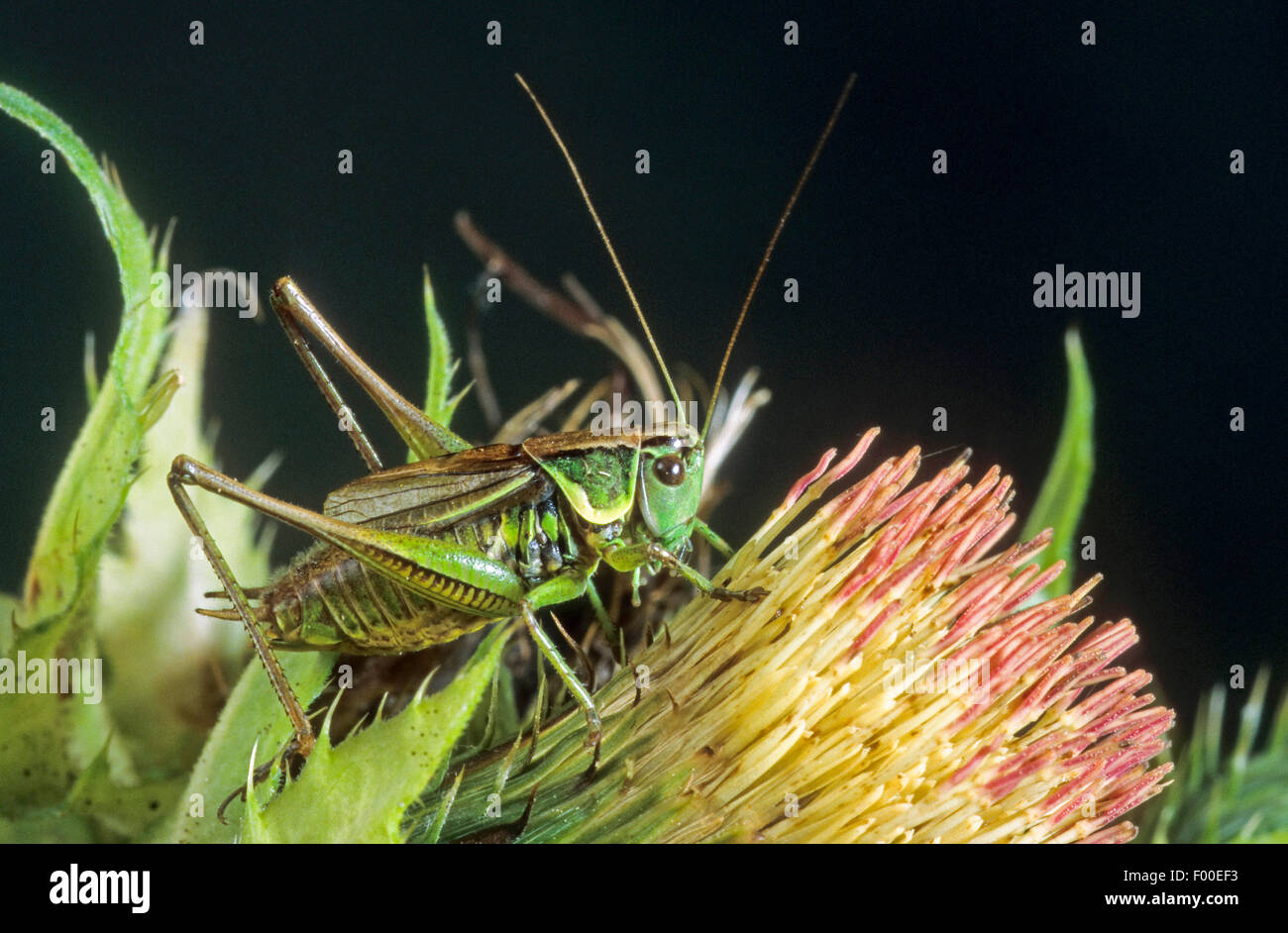 Roesel's Metrioptera roeselii (bushcricket), homme, Allemagne Banque D'Images