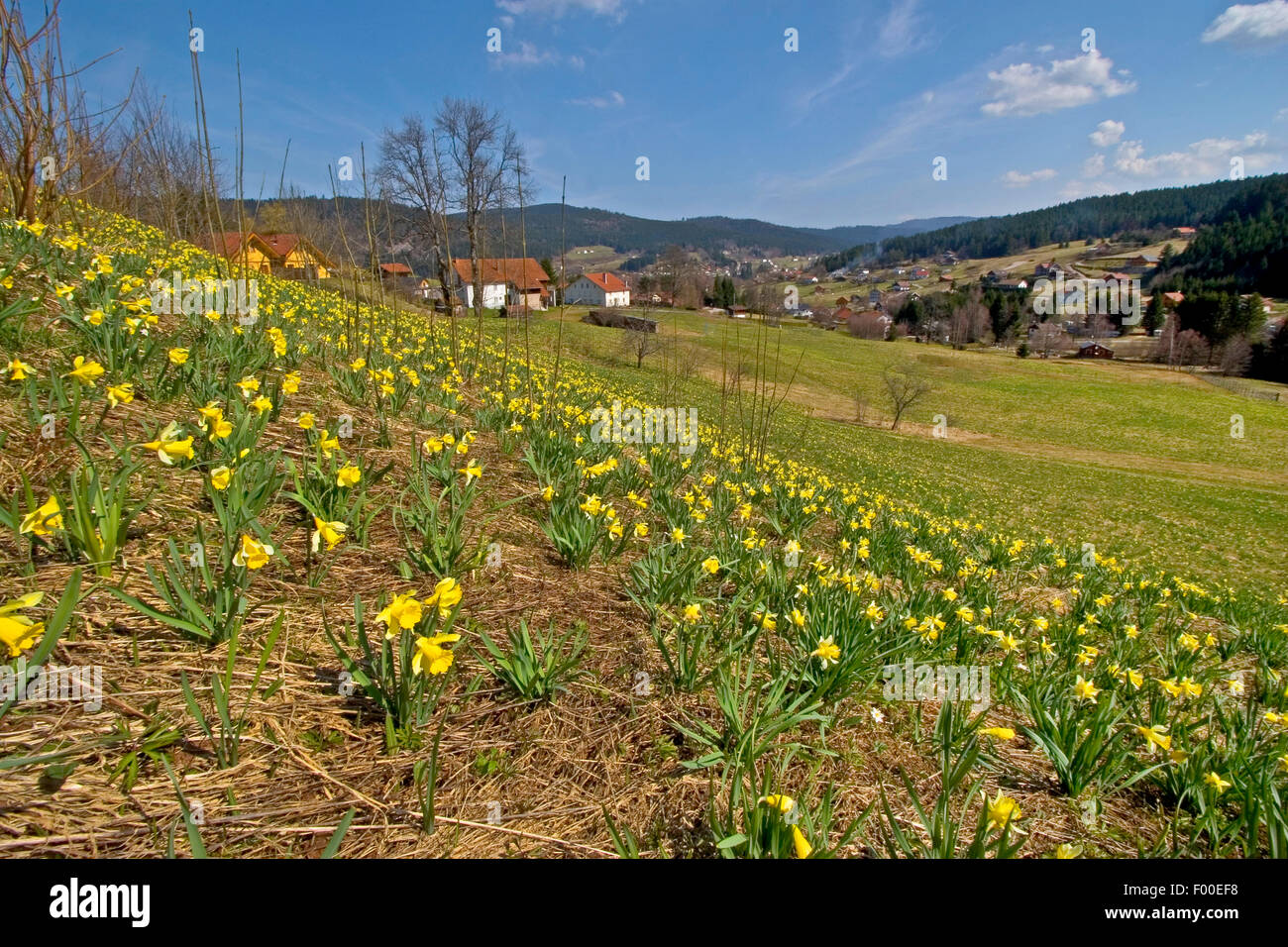 La jonquille (Narcissus pseudonarcissus communs), dans un pré en fleurs, Allemagne Banque D'Images