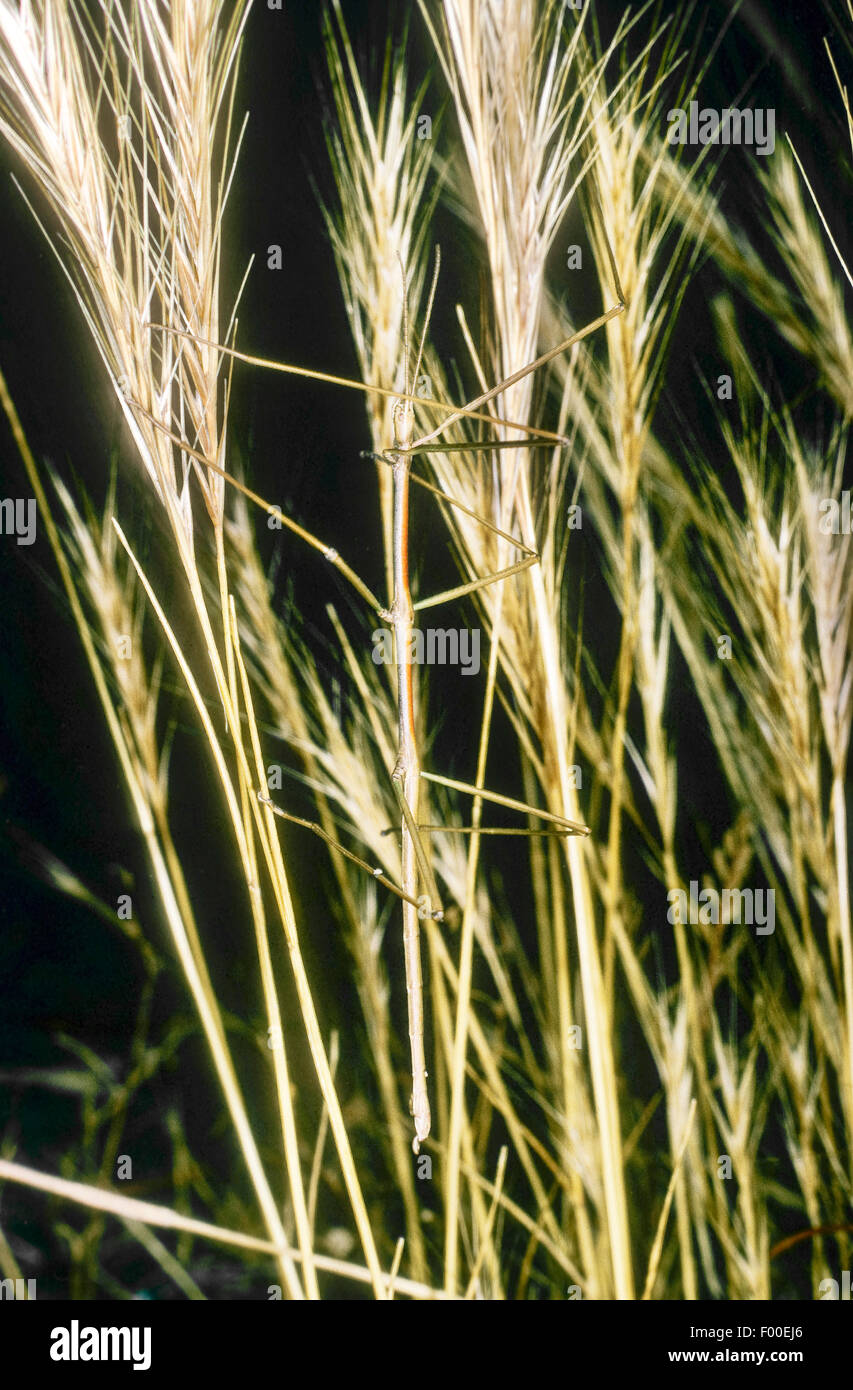 Bâton de marche, stick-insectes (Phasmatidae, Phasmida), bien camouflée sur les brins d'herbe Banque D'Images