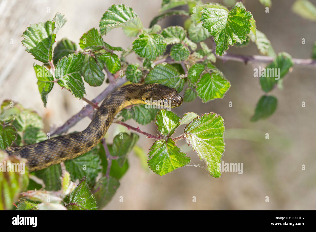 Viperine snake viperine grass Snake (Natrix maura), sur un rameau épineux Banque D'Images