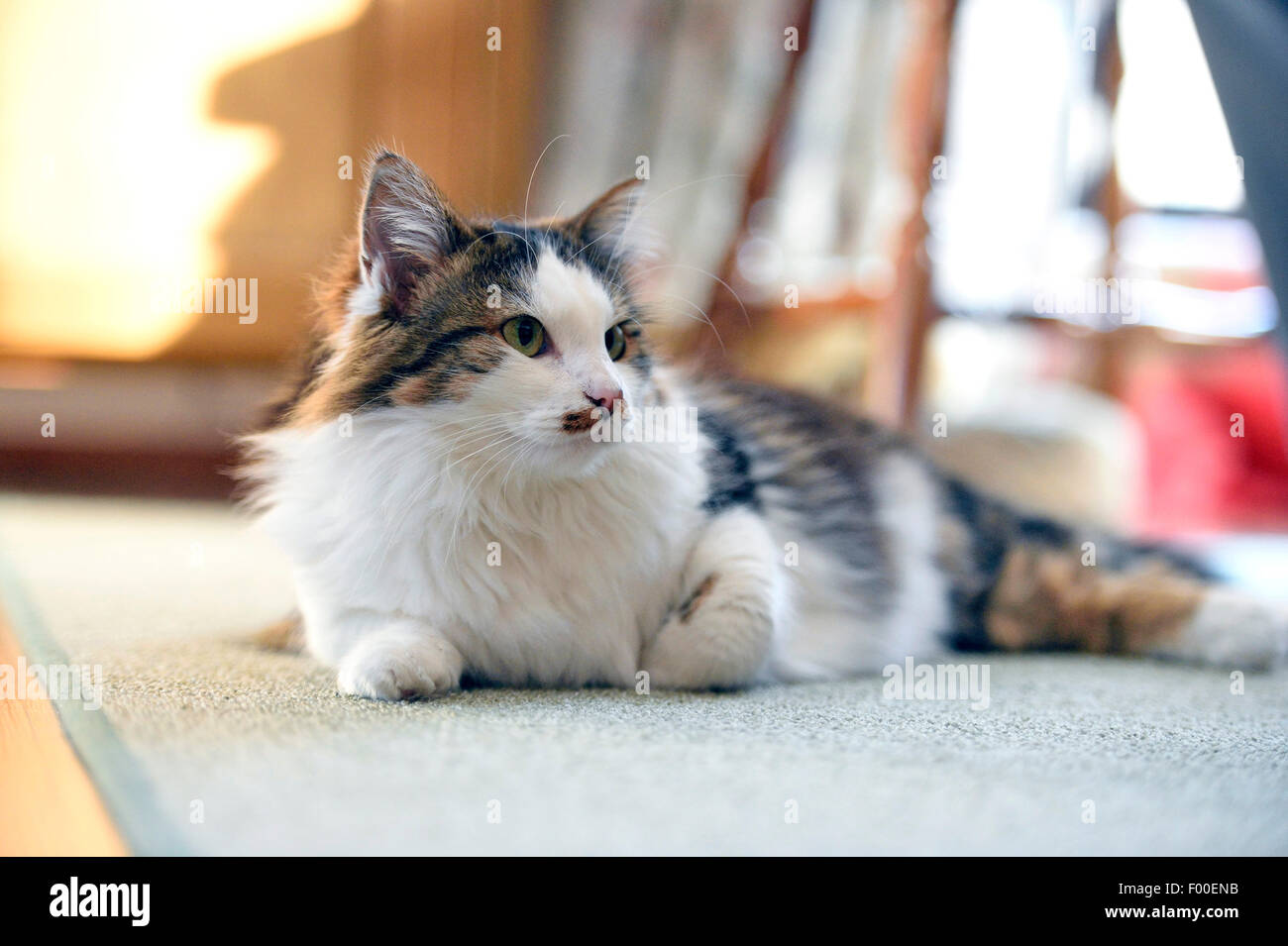 Chat domestique, le chat domestique (Felis silvestris catus), f. de couleur trois spotted cat allongé sur le tapis, Autriche Banque D'Images