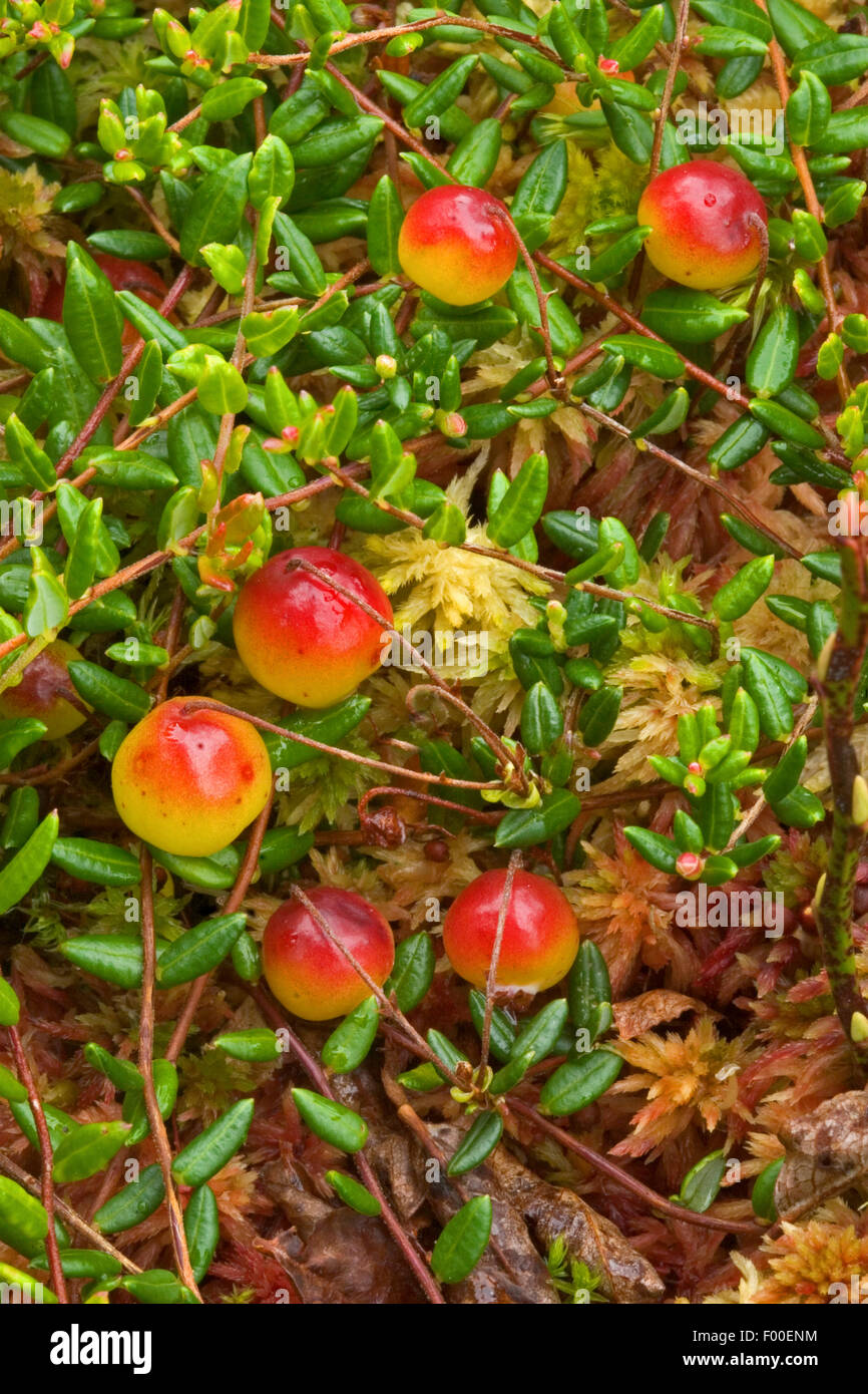 La canneberge sauvage, marais de canneberge, canneberge, canneberge (Vaccinium oxycoccos marais, Oxycoccus palustris), la fructification, Allemagne Banque D'Images