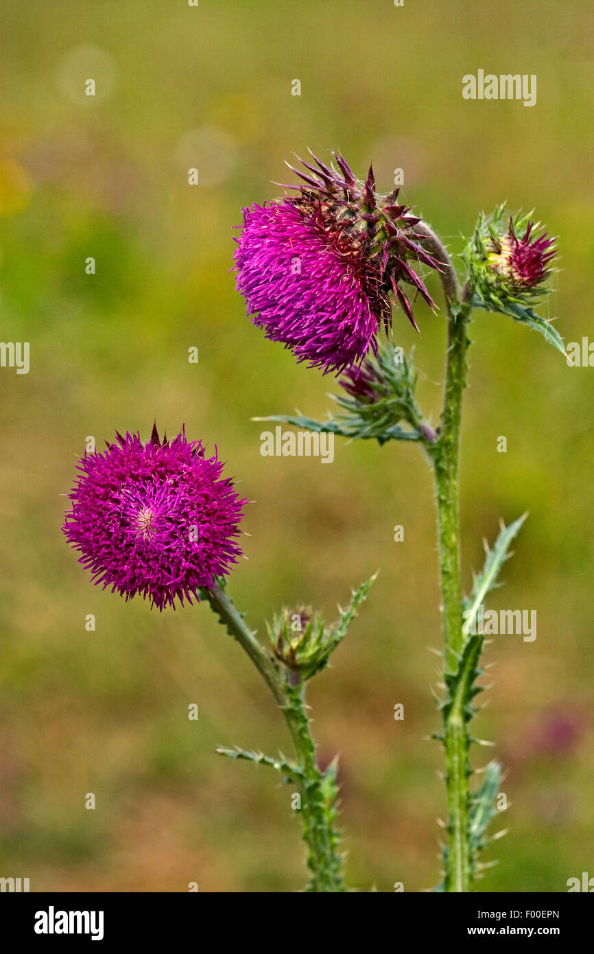 Le musc chardon, chardon penché (Carduus nutans), blooming, Allemagne Banque D'Images