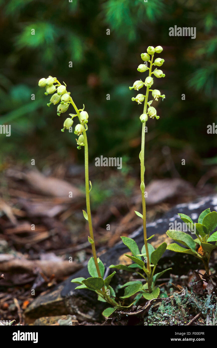 D'un côté, wintergreen wintergreen dentelée, sidebells (Orthilia secunda, Ramischia secunda, Pyrola secunda), blooming, Allemagne Banque D'Images