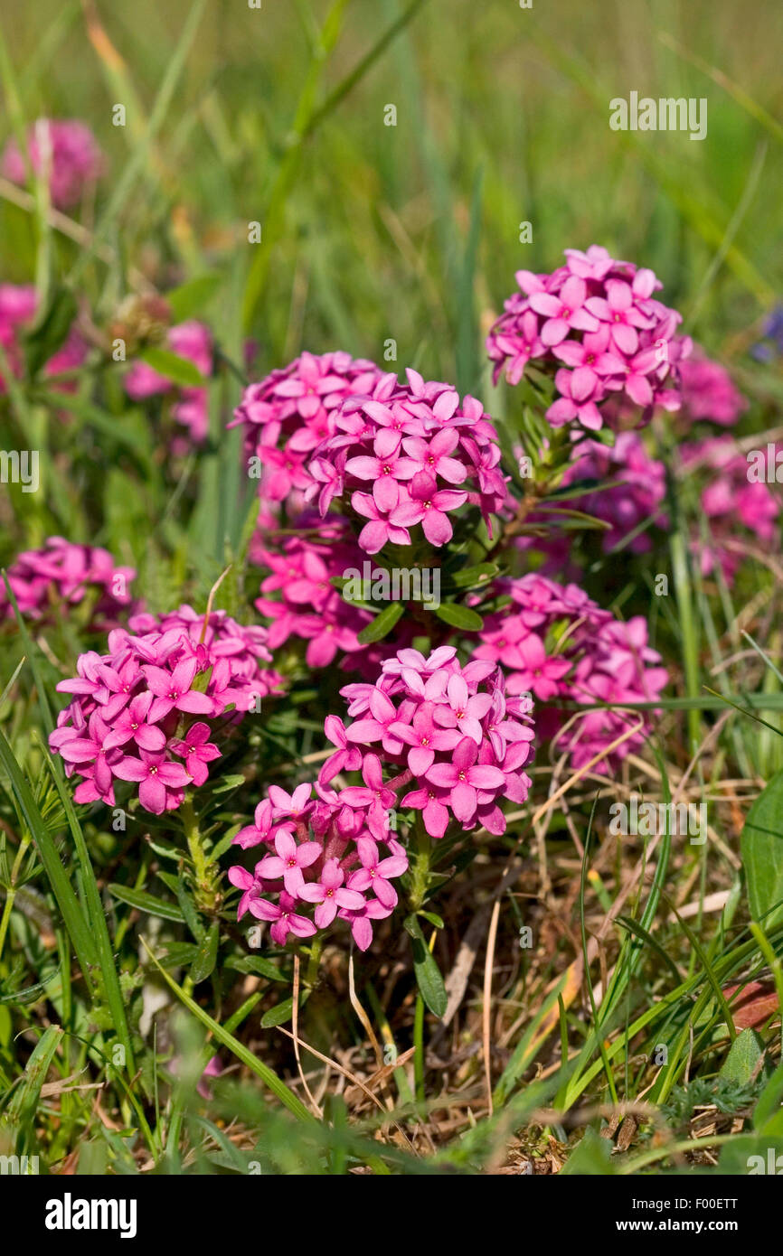 Garland Fleur, Daphné Daphne cneorum (Rose), la floraison, Allemagne Banque D'Images