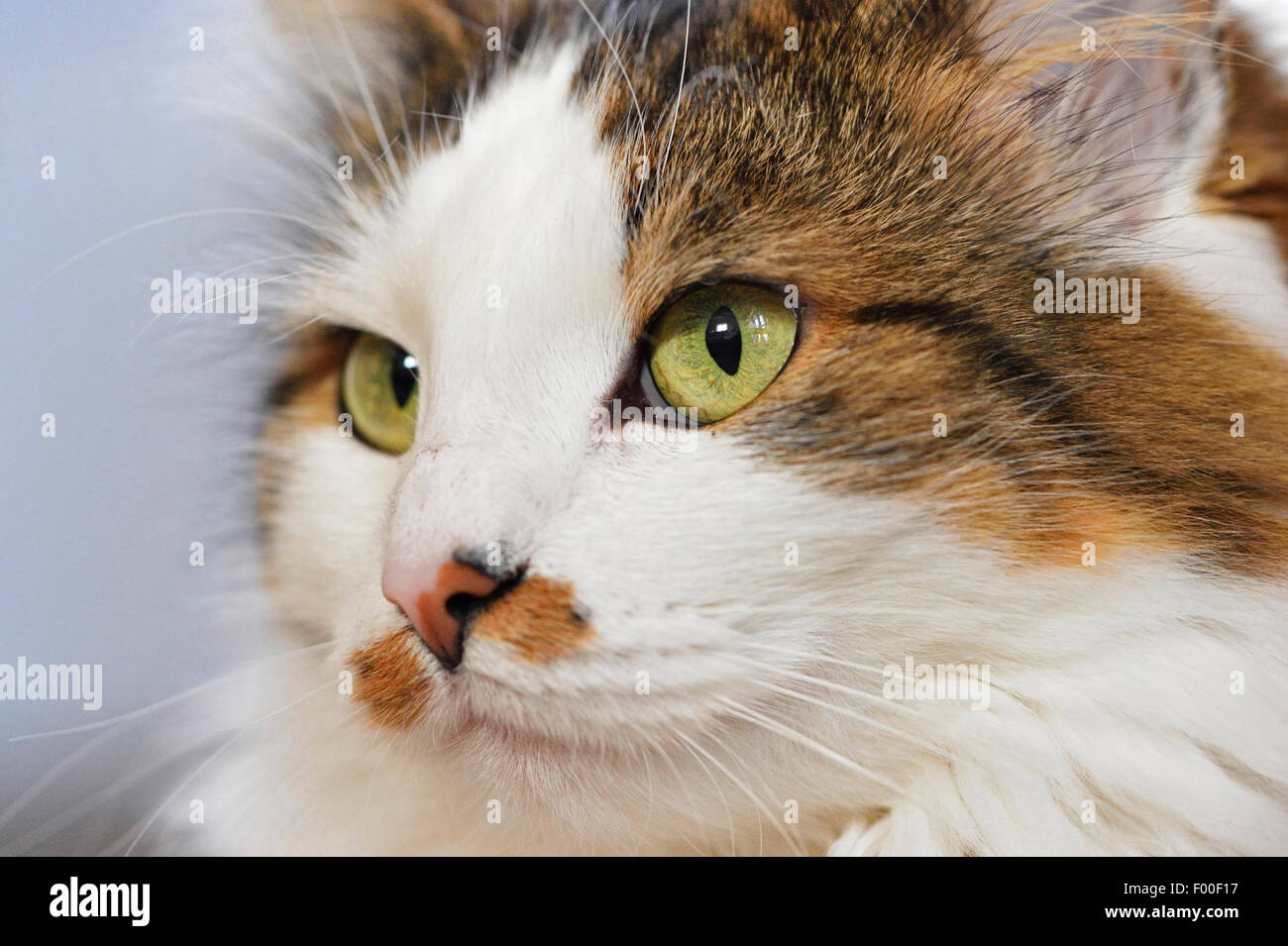 Chat domestique, le chat domestique (Felis silvestris catus), f. de couleur trois cat avec nez tacheté, portrait, Autriche Banque D'Images