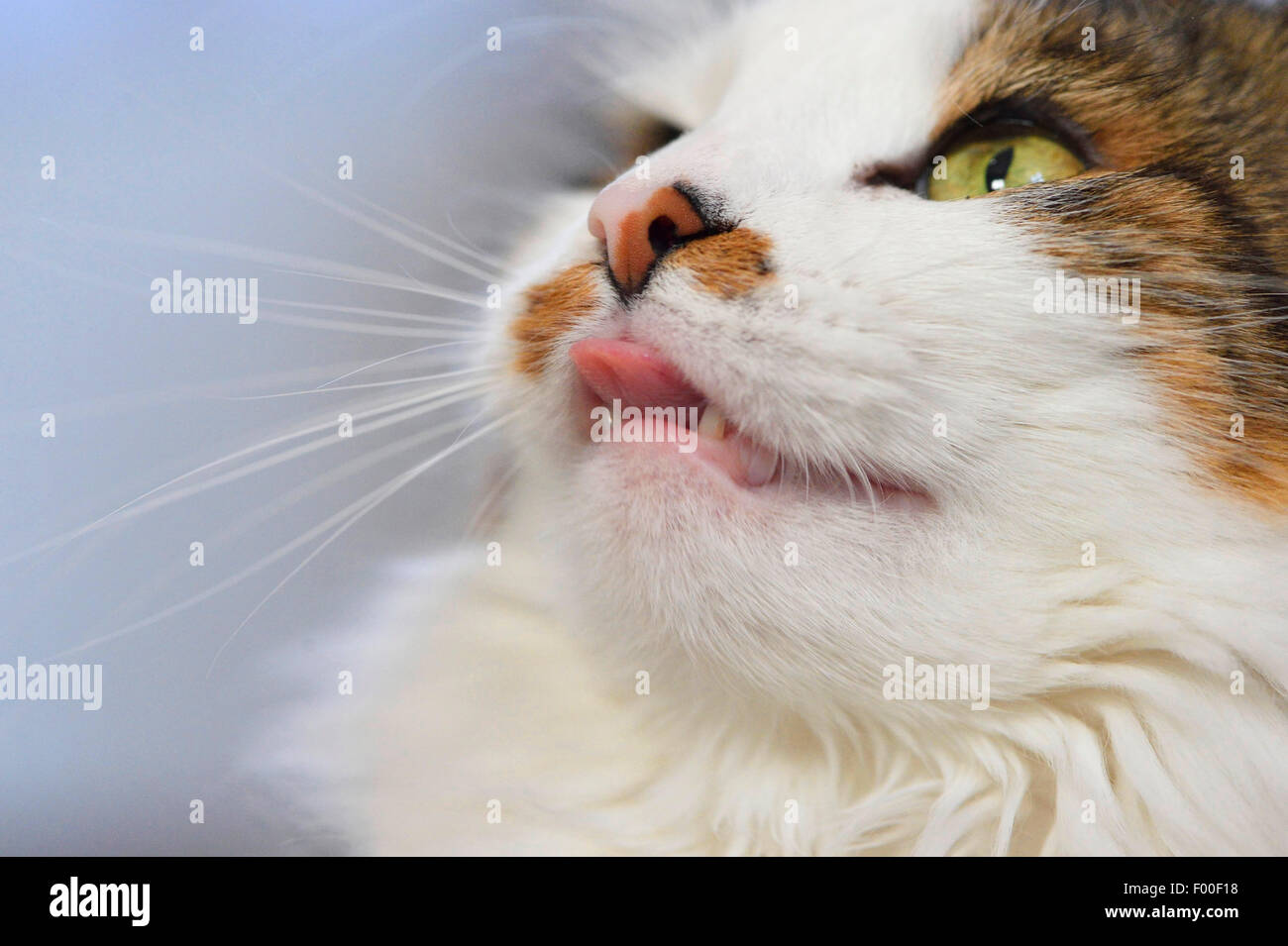 Chat domestique, le chat domestique (Felis silvestris catus), f. de couleur trois cat avec le piquer du nez tacheté toungue, portrait, Autriche Banque D'Images