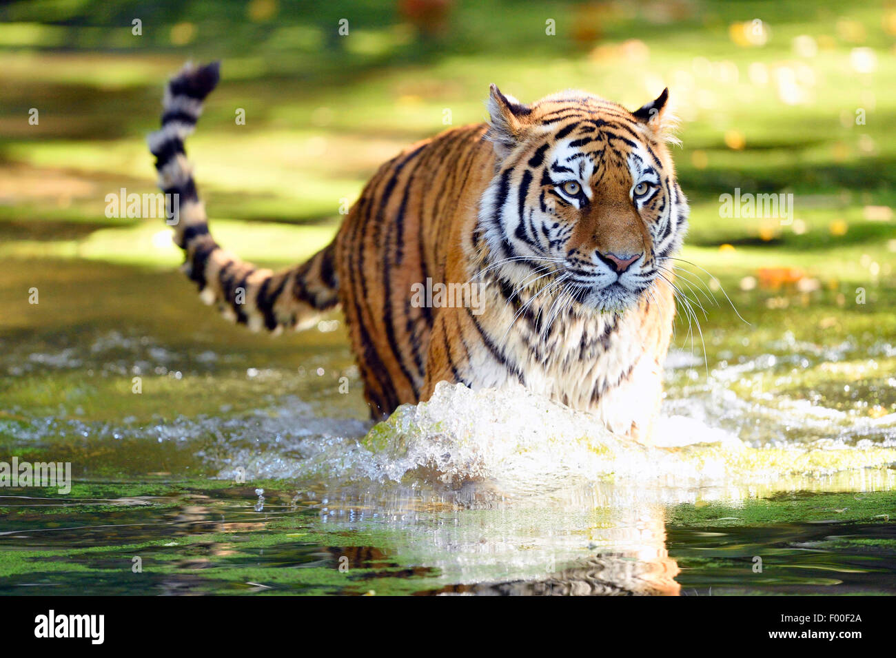 Tigre de Sibérie, Amurian tigre (Panthera tigris altaica), marcher dans l
