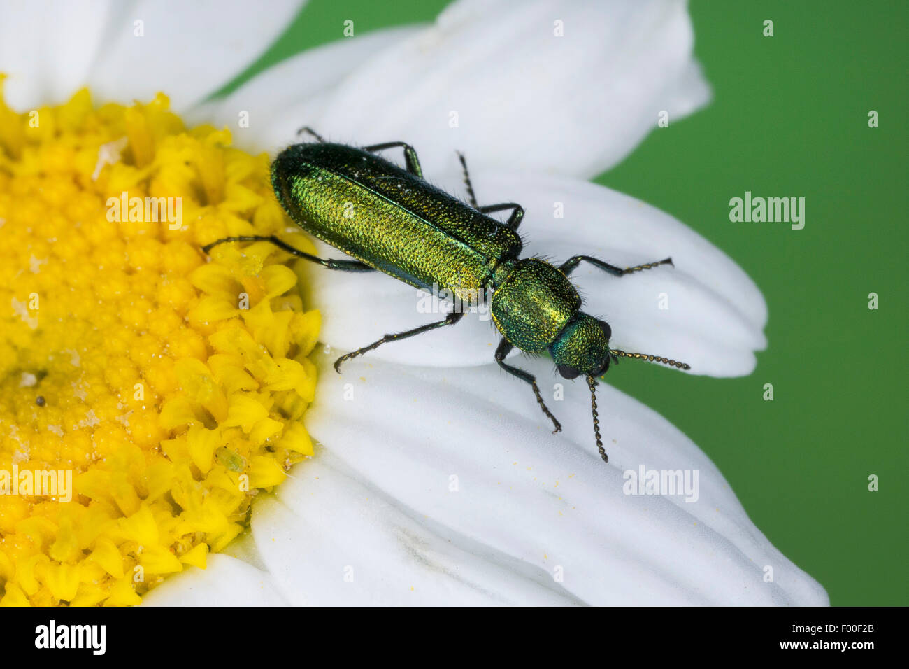 Soft-winged beetle fleur (Psilothrix Psilothrix viridicoerulea viridicoeruleus,), sur une fleur blanche, Allemagne Banque D'Images