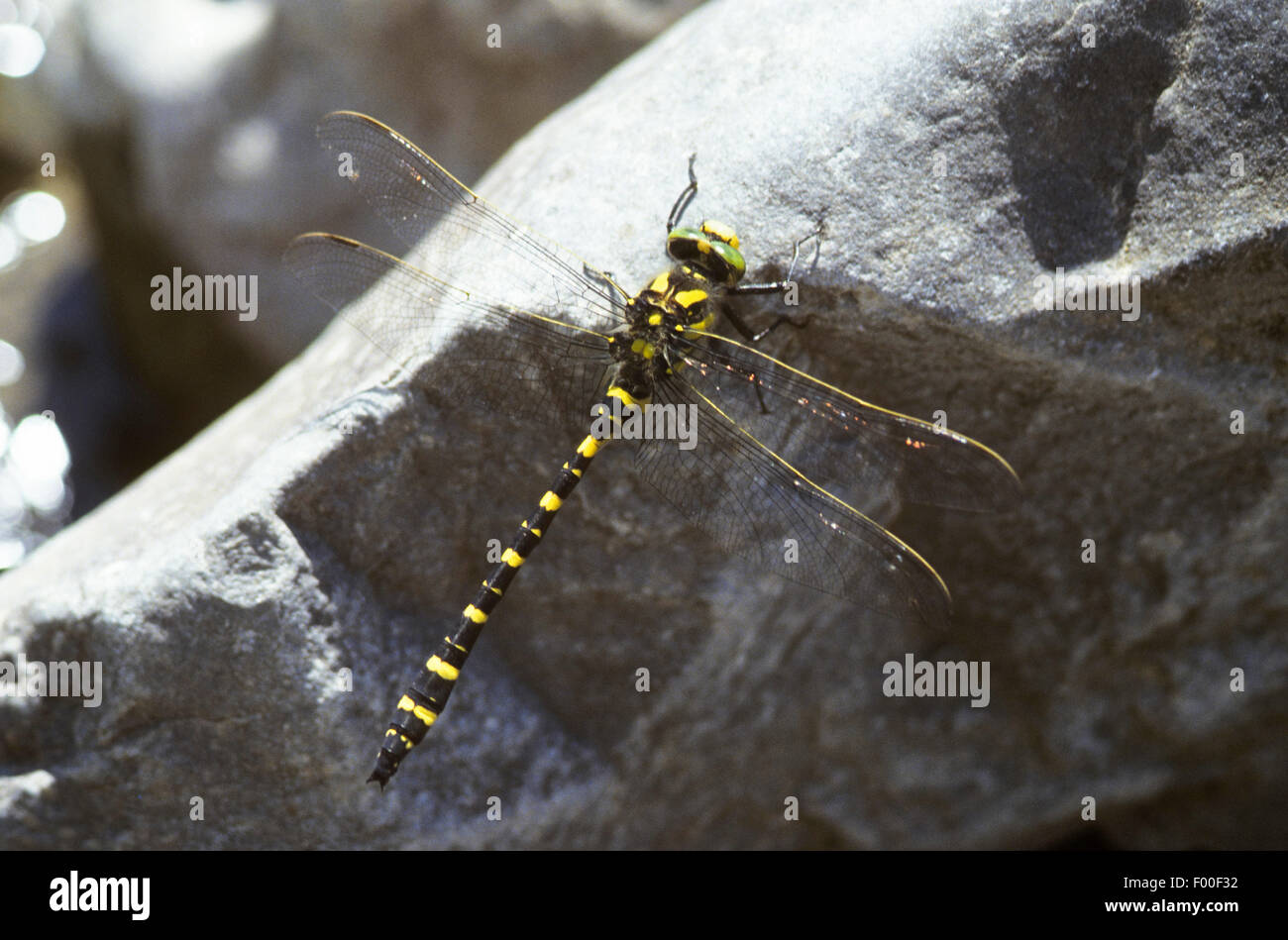 Golden-ringed dragonfly (Cordulegaster Cordulegaster boltonii, boltoni, Cordulegaster annulatus), homme, Allemagne Banque D'Images
