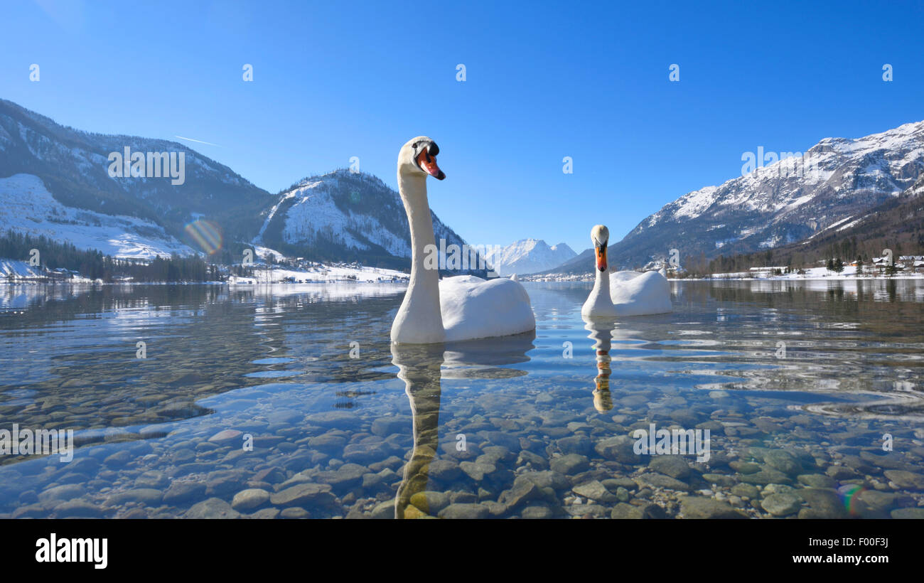 Mute swan (Cygnus olor), deux cygnes nageant sur le lac de Grundel en hiver, l'Autriche, Styrie Banque D'Images