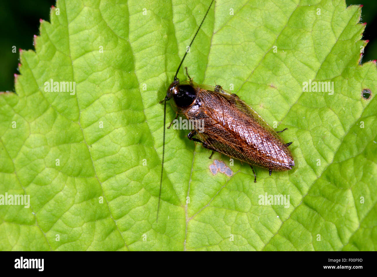 Blatte fauve, Ectobid Ectobius lapponicus (blattes), sur une feuille, Allemagne Banque D'Images