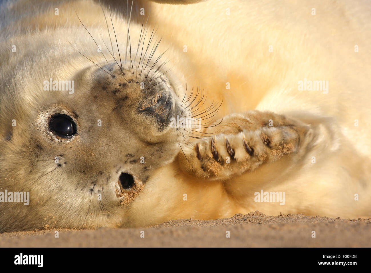 Phoque gris (Halichoerus grypus), pub de joint sur la plage et les bains de soleil, United Kingdom Banque D'Images