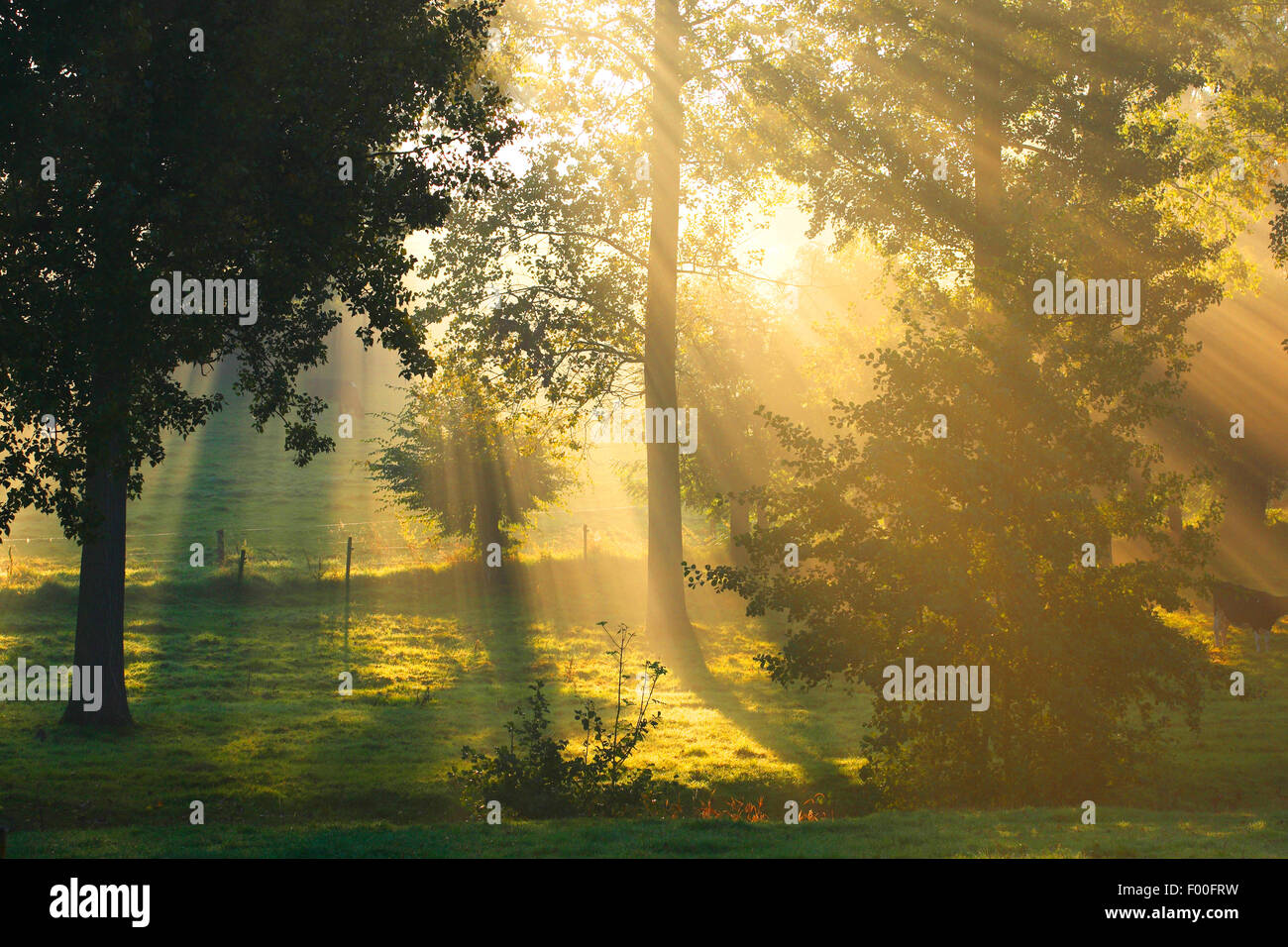 Le tremble, le peuplier (Populus spec.), les peupliers au lever du soleil et de la brume, Belgique Banque D'Images