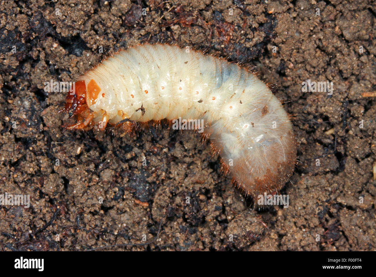 Chafer Cetonia aurata (rose), ver blanc, Allemagne Banque D'Images