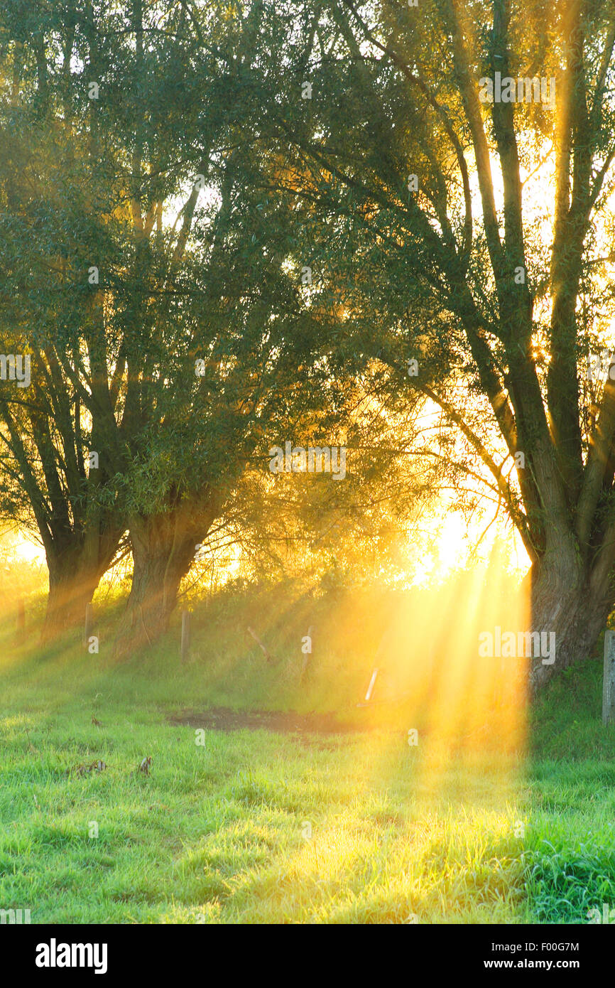 Le saule, l'osier (Salix spec.), saules têtards avec lever du soleil et de la brume, Belgique Banque D'Images