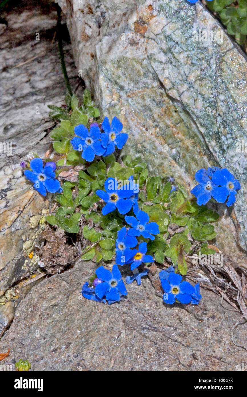 Arctic alpine forget-me-not, Alpine forget-me-not, roi des Alpes (Eritrichium nanum), blooming, Suisse Banque D'Images