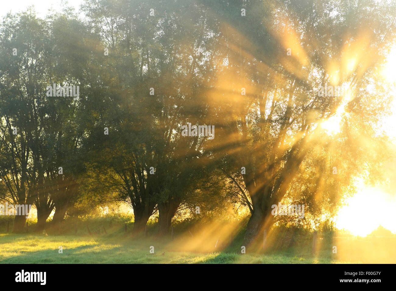 Le saule, l'osier (Salix spec.), saules têtards avec lever du soleil et de la brume, Belgique Banque D'Images