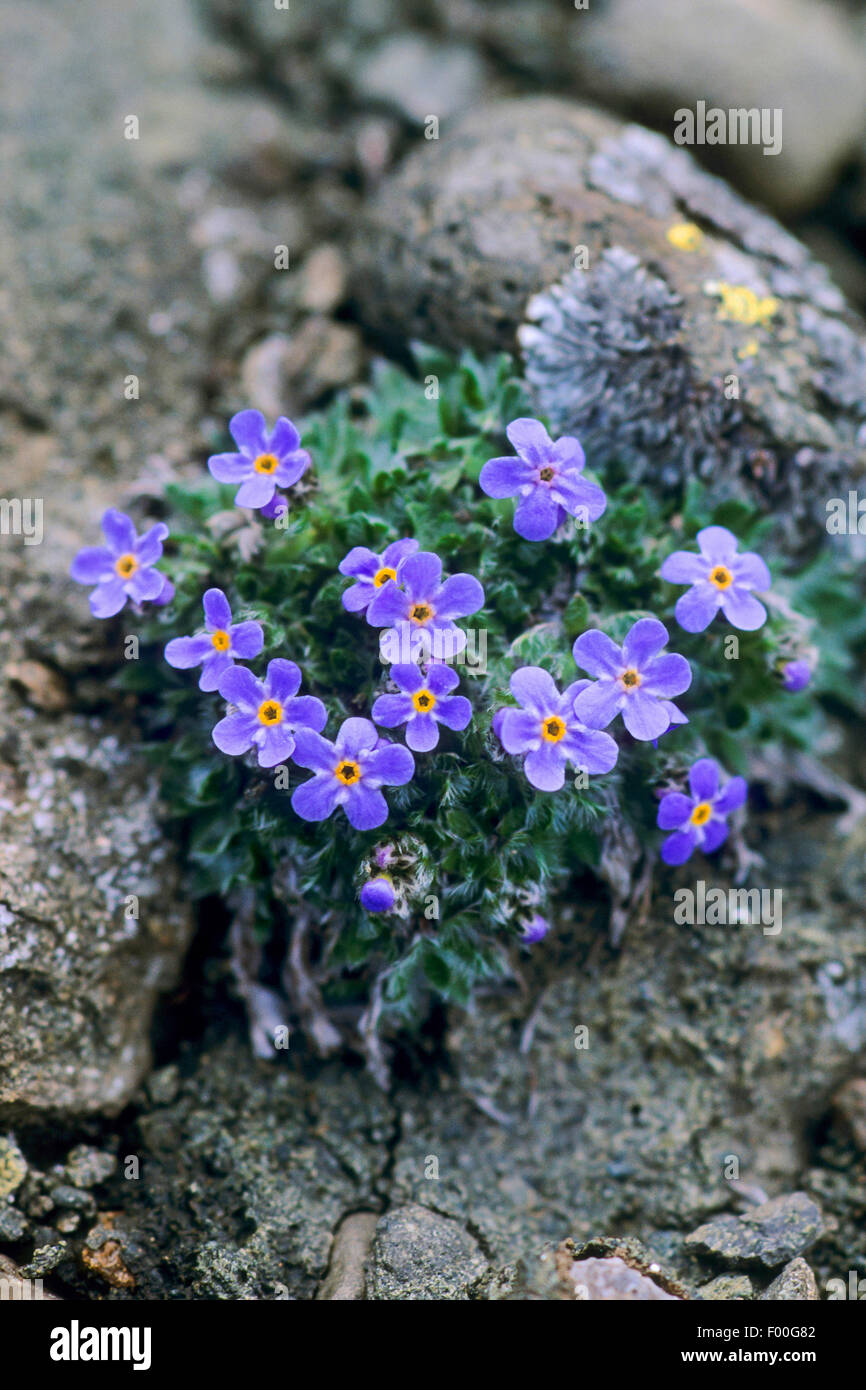 Arctic alpine forget-me-not, Alpine forget-me-not, roi des Alpes (Eritrichium nanum), blooming, Suisse Banque D'Images