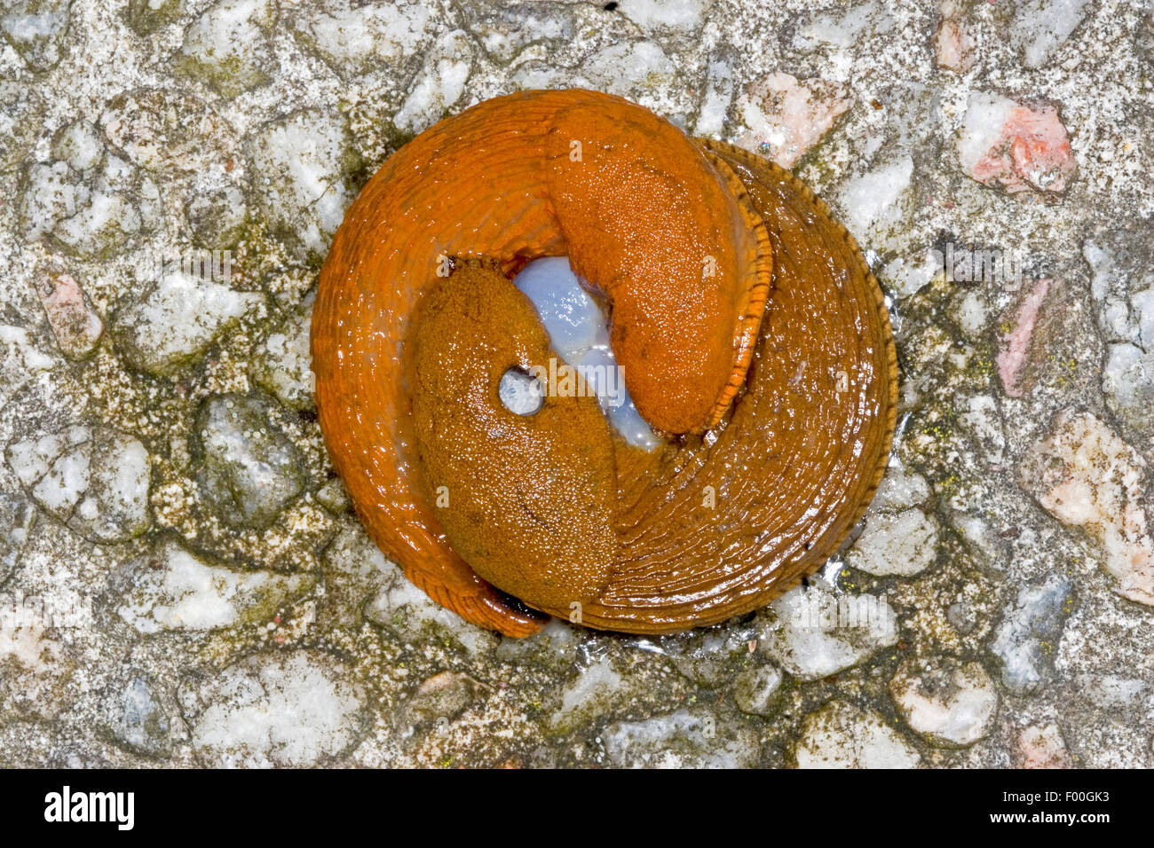 L'espagnol, limace slug lusitanienne (Arion lusitanicus, ion vulgaris), l'accouplement, Allemagne Banque D'Images