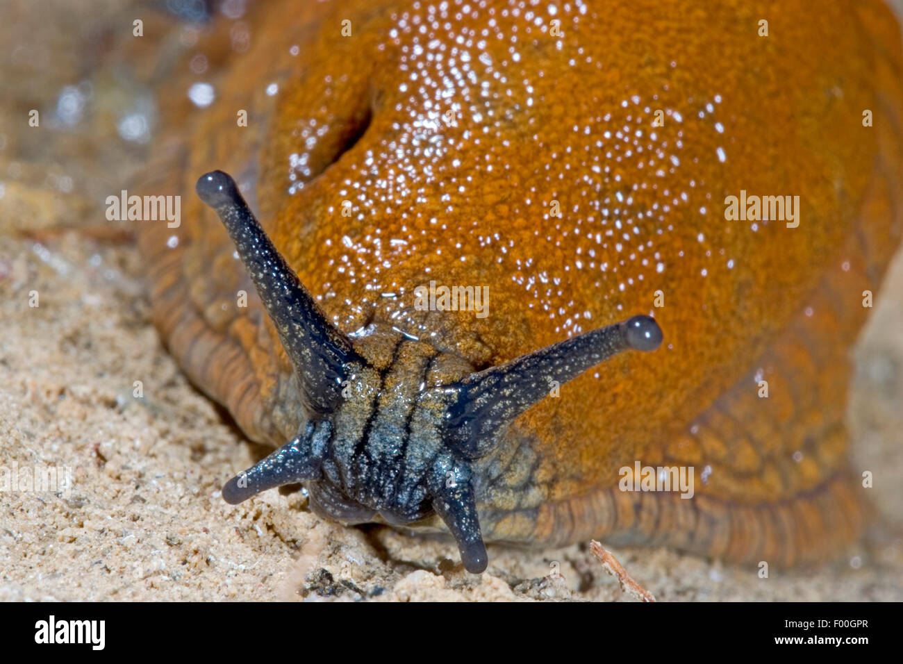 L'espagnol, limace slug lusitanienne (Arion lusitanicus, ion vulgaris), portrait, Allemagne Banque D'Images