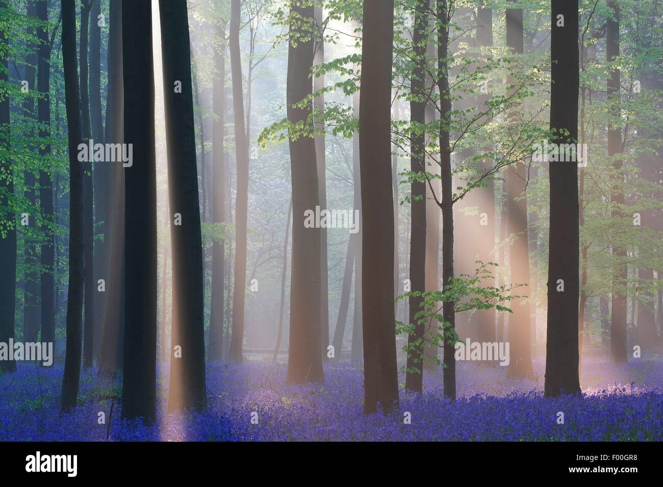 Bluebell atlantique (Hyacinthoides non-scripta, Endymion non-scriptus, Scilla non-scripta), la mer de fleurs dans la forêt, les faisceaux lumineux, Belgique, Hallerbos Banque D'Images