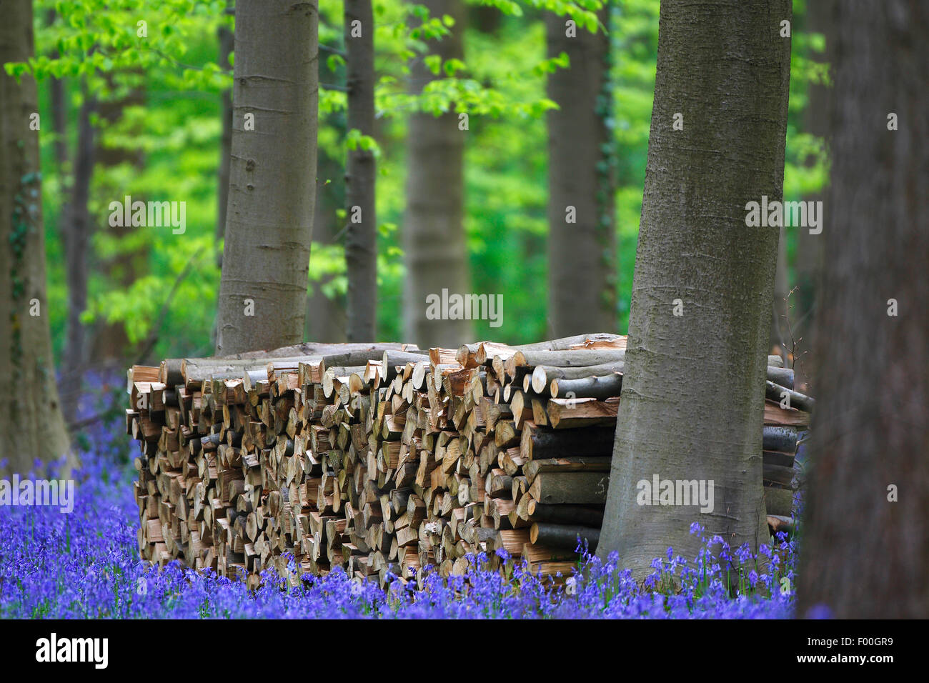 Bluebell atlantique (Hyacinthoides non-scripta, Endymion non-scriptus, Scilla non-scripta), pile de bois dans la forêt de hêtres avec Atlantic bluebells, Belgique, Hallerbos Banque D'Images