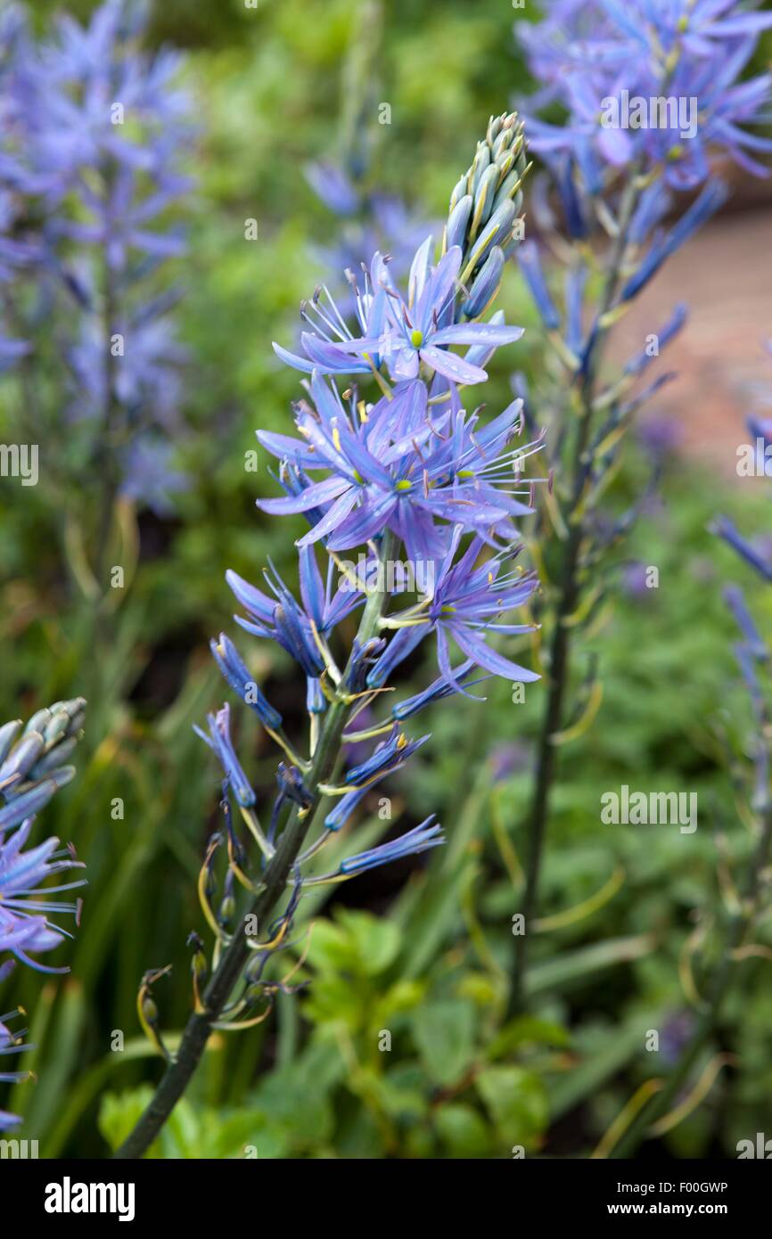 Large camas (Camassia leichtlinii) dans une frontière à RHS Rosemoor dans le nord du Devon sur jour de printemps Banque D'Images