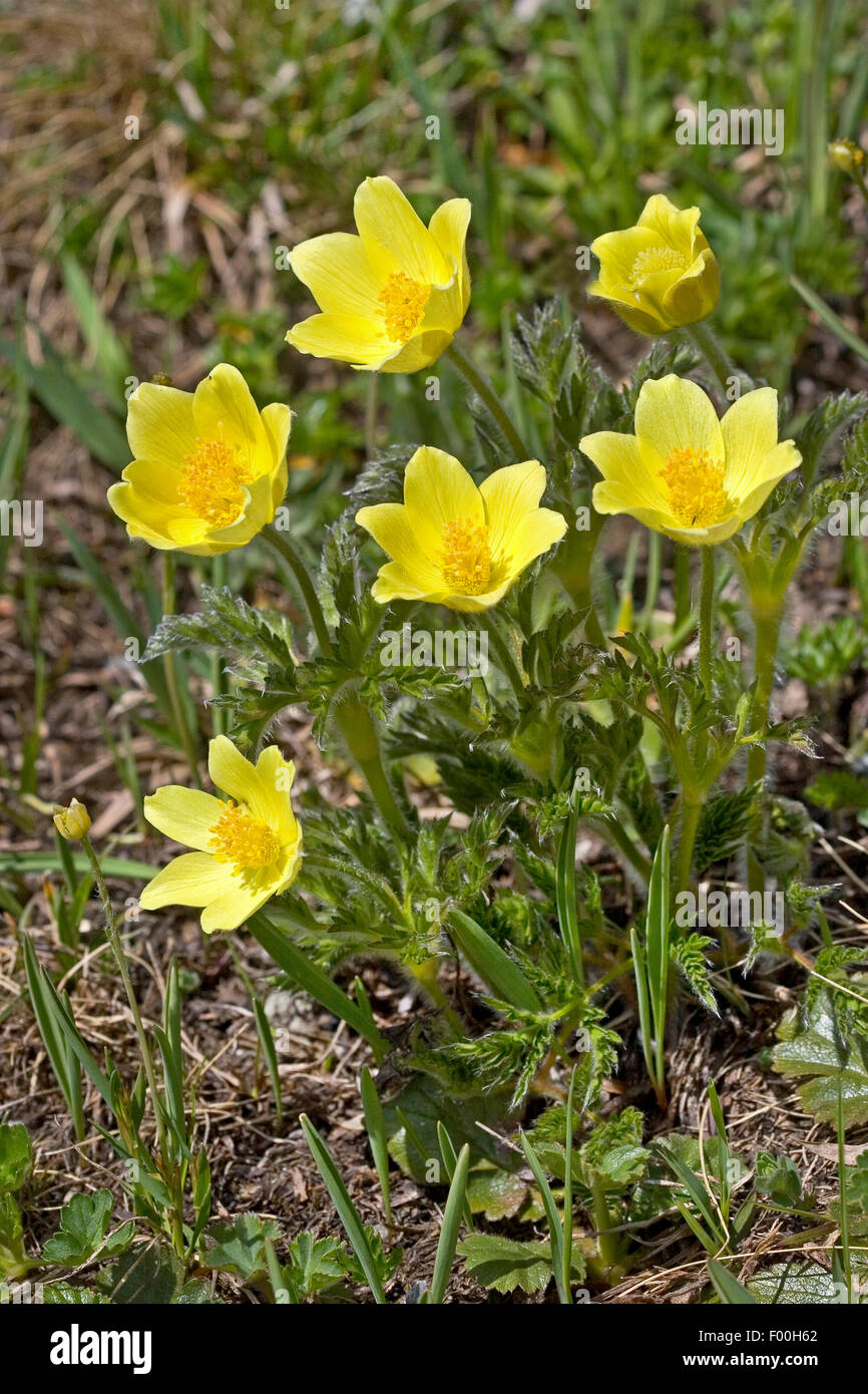 Anémone Alpine, alpine jaune anemone (Pulsatilla alpina ssp. apiifolia Pulsatilla, apiifolia), blooming, Allemagne Banque D'Images