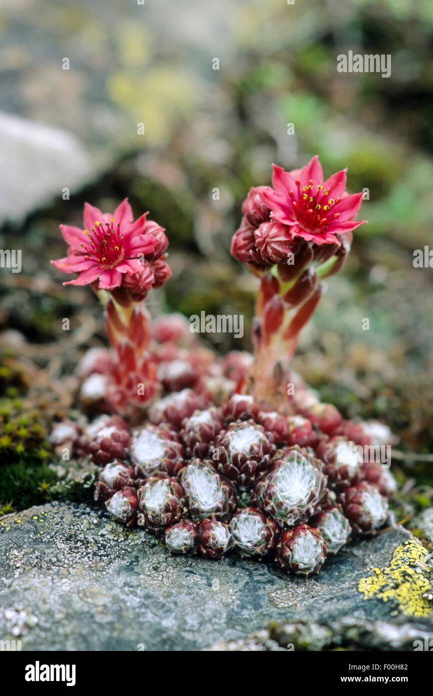 Maison d'araignée araignée, poireau (houseleek Sempervivum arachnoideum), qui fleurit sur un rocher, Allemagne Banque D'Images