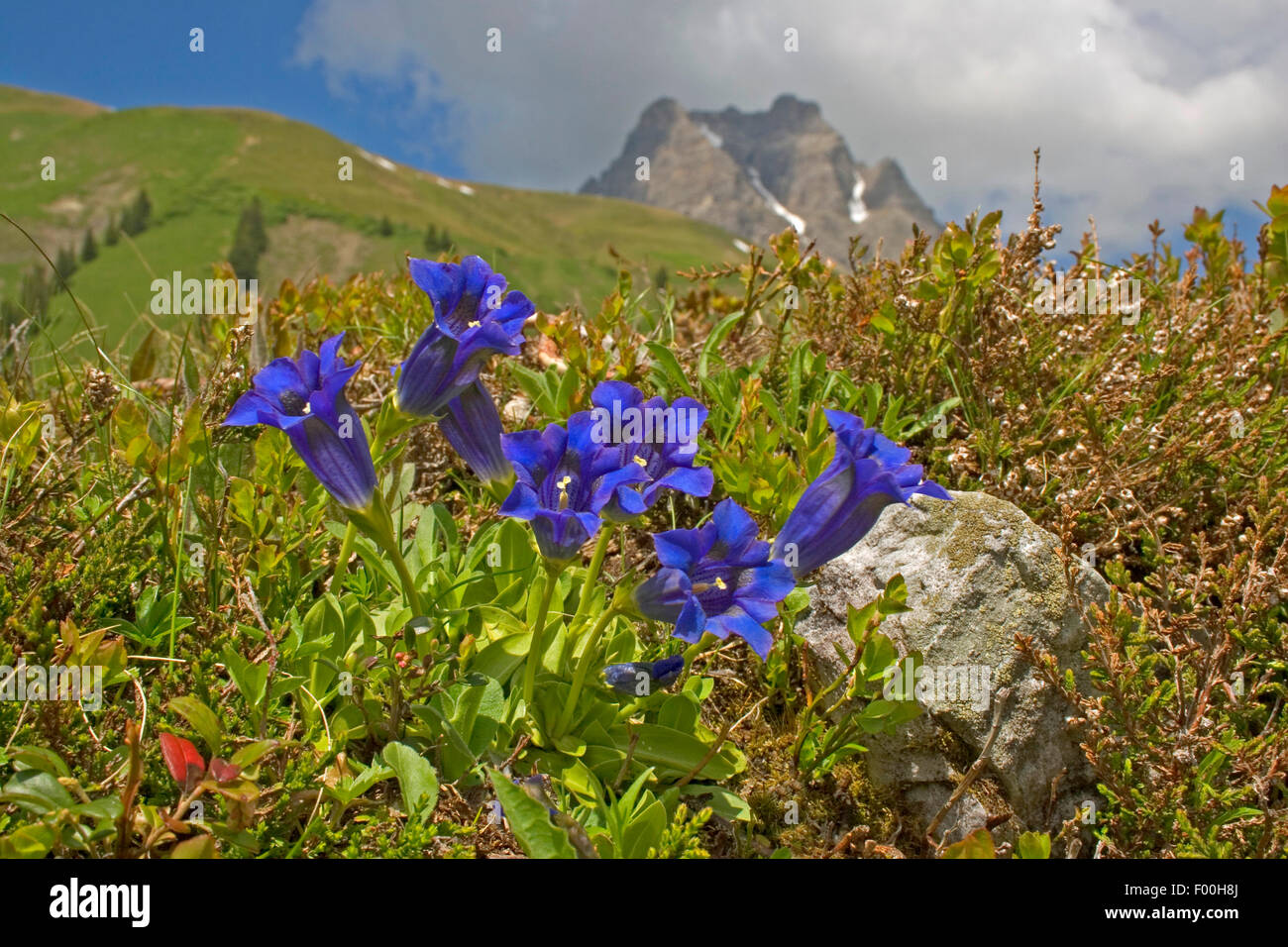 Gentiane acaule gentiane, trompette (Gentiana acaulis), la floraison, Allemagne Banque D'Images