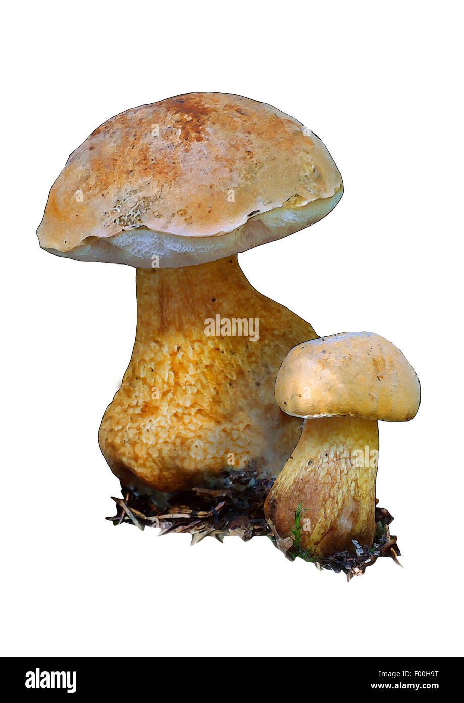 Bitter bolete tylopilus felleus Banque de photographies et d’images à